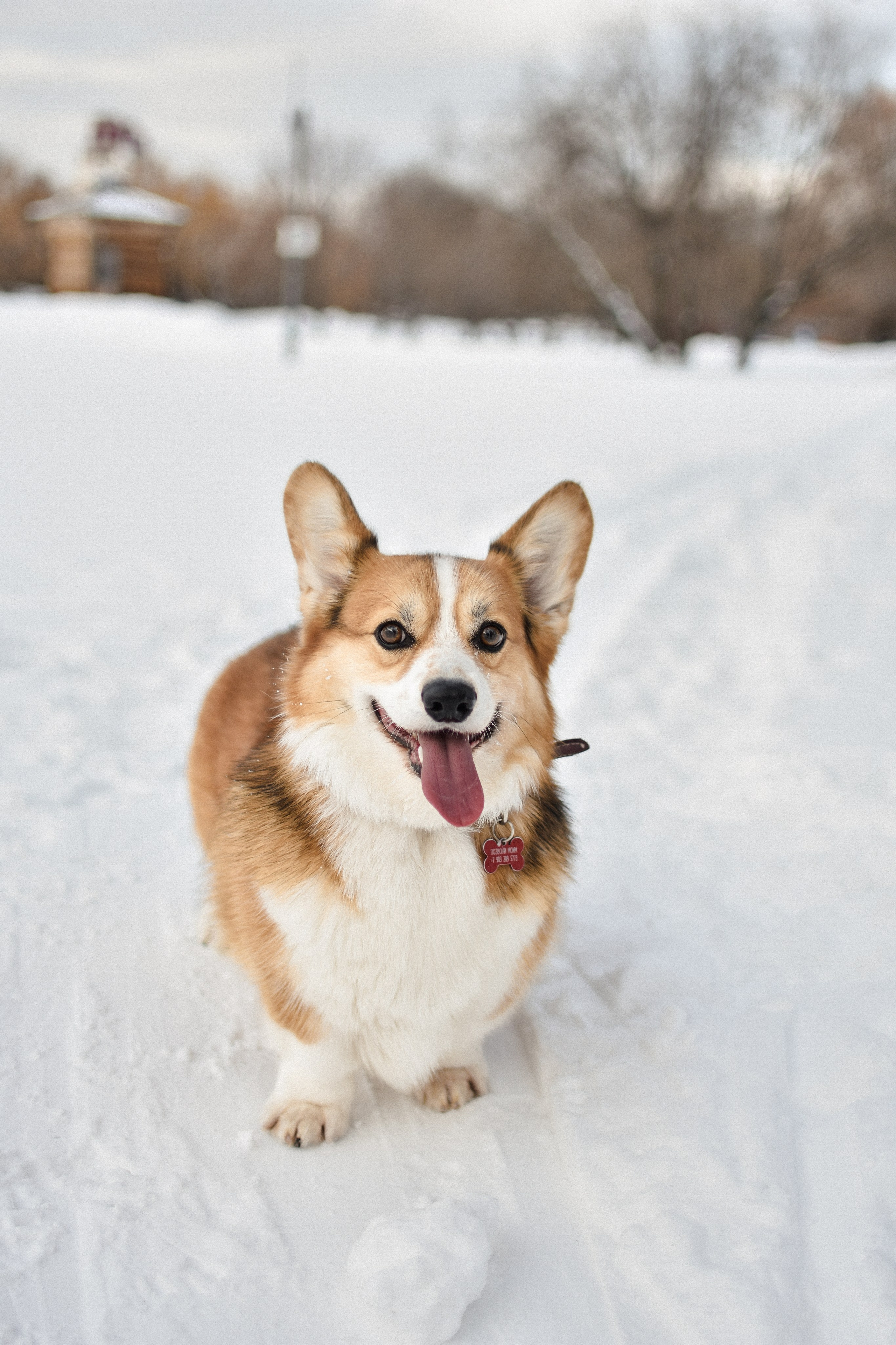 Алекс и Вера. Фотограф-анималист Ксения Шевцова|Москва