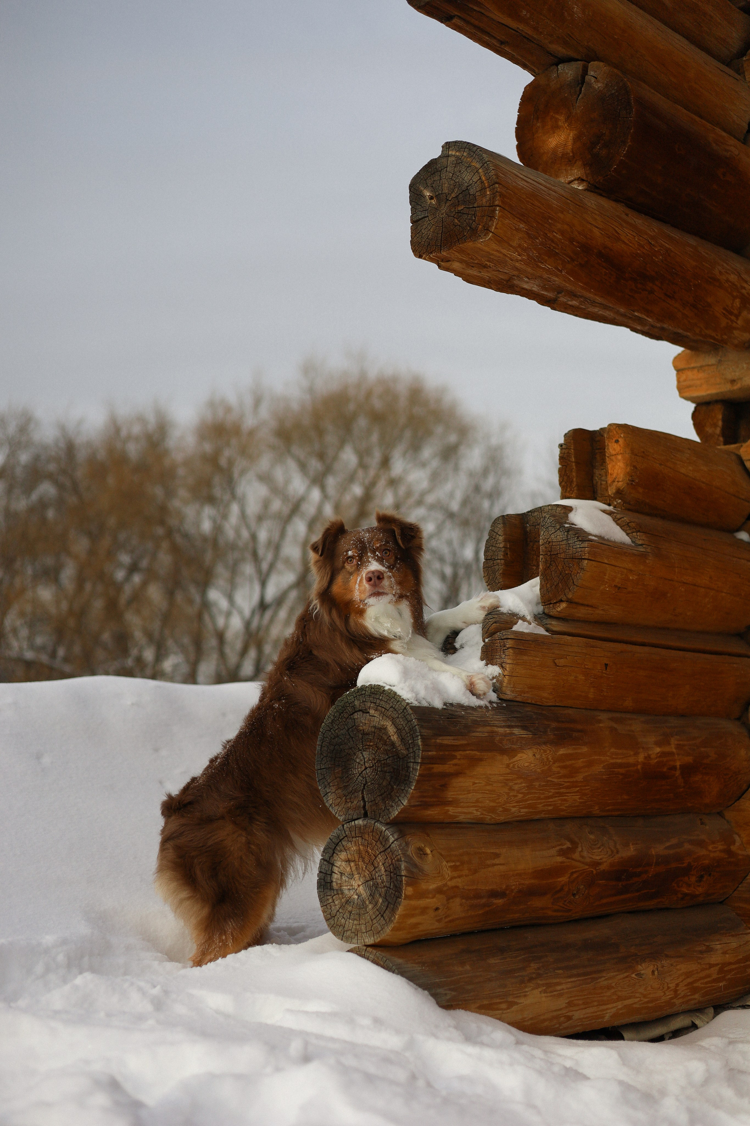 Макалу и Аня. Фотограф-анималист Ксения Шевцова|Москва