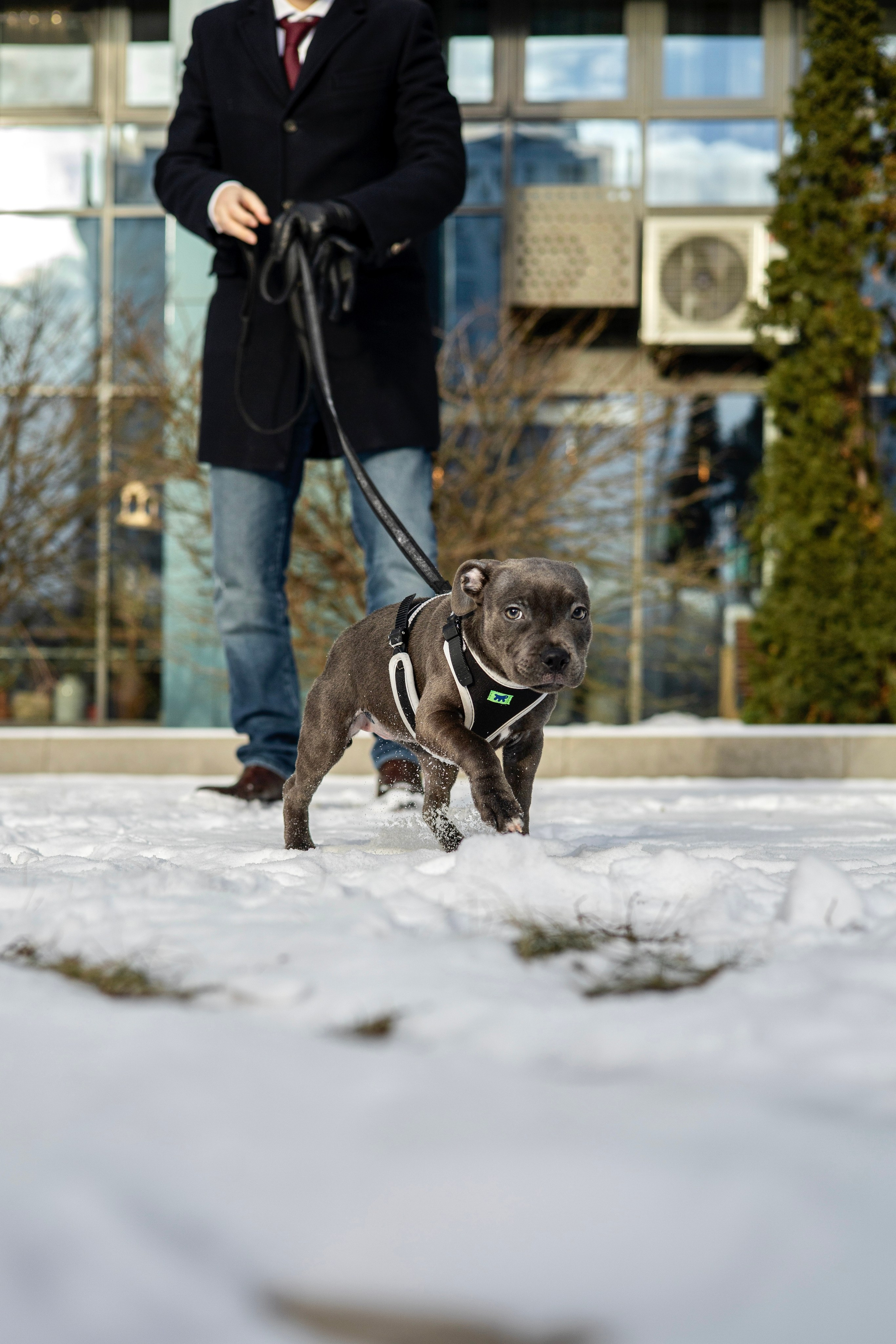 Дарси, Тимур и Юля. Фотограф-анималист Ксения Шевцова|Москва