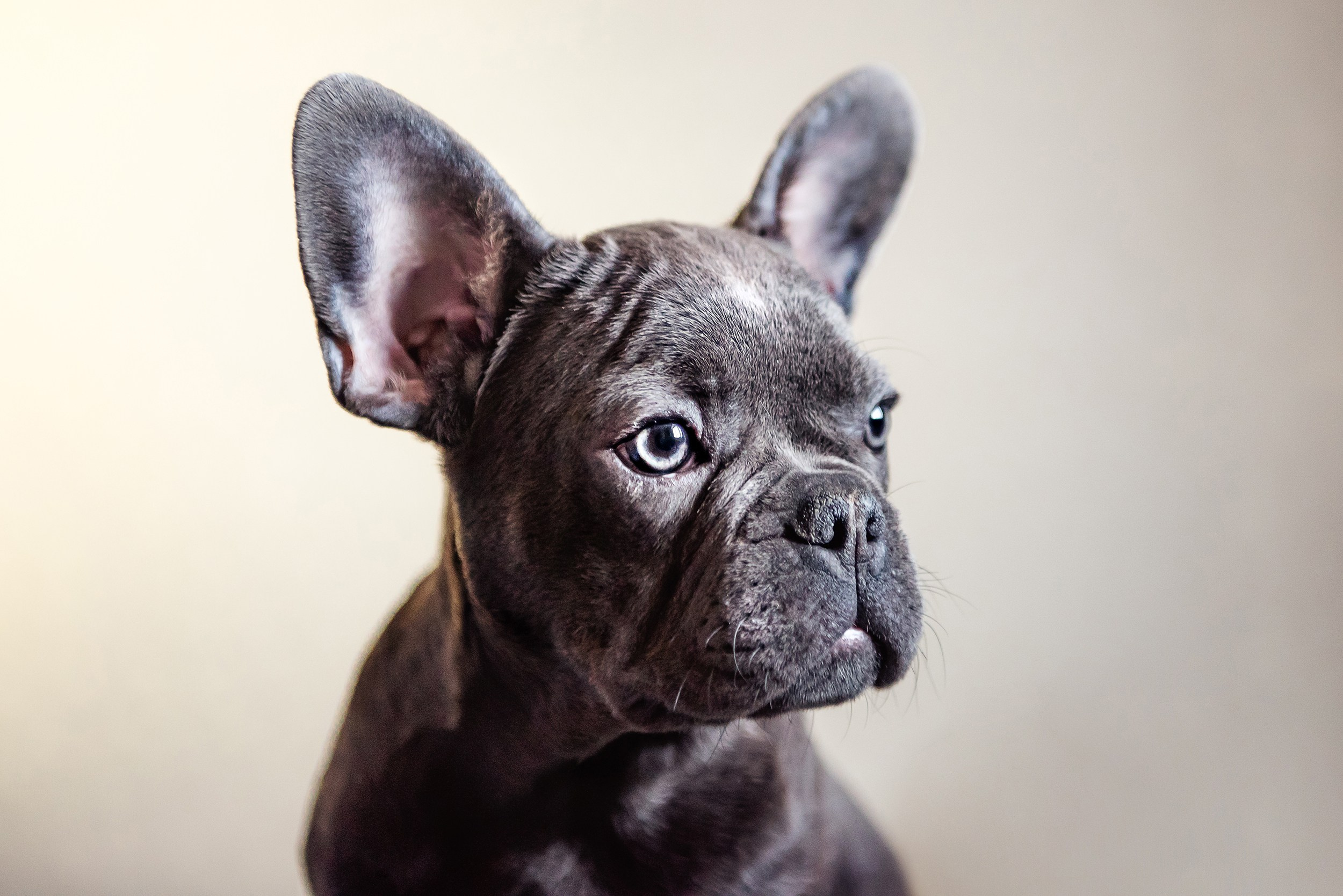 Бульдоги и компания. Семейный Фотограф в Москве Ирина Хохлова