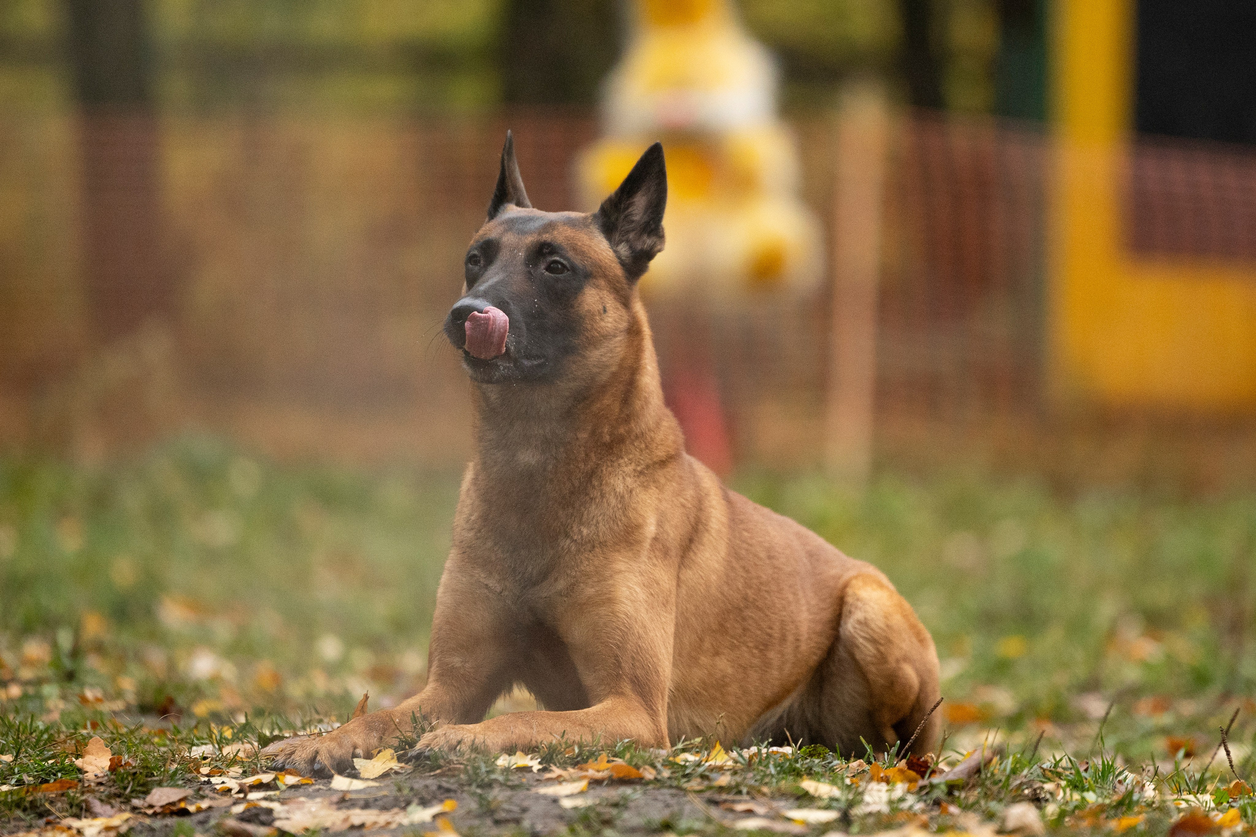 Соревнования по Мондьорингу г. Вологда. Фотограф-анималист Анна Маринич