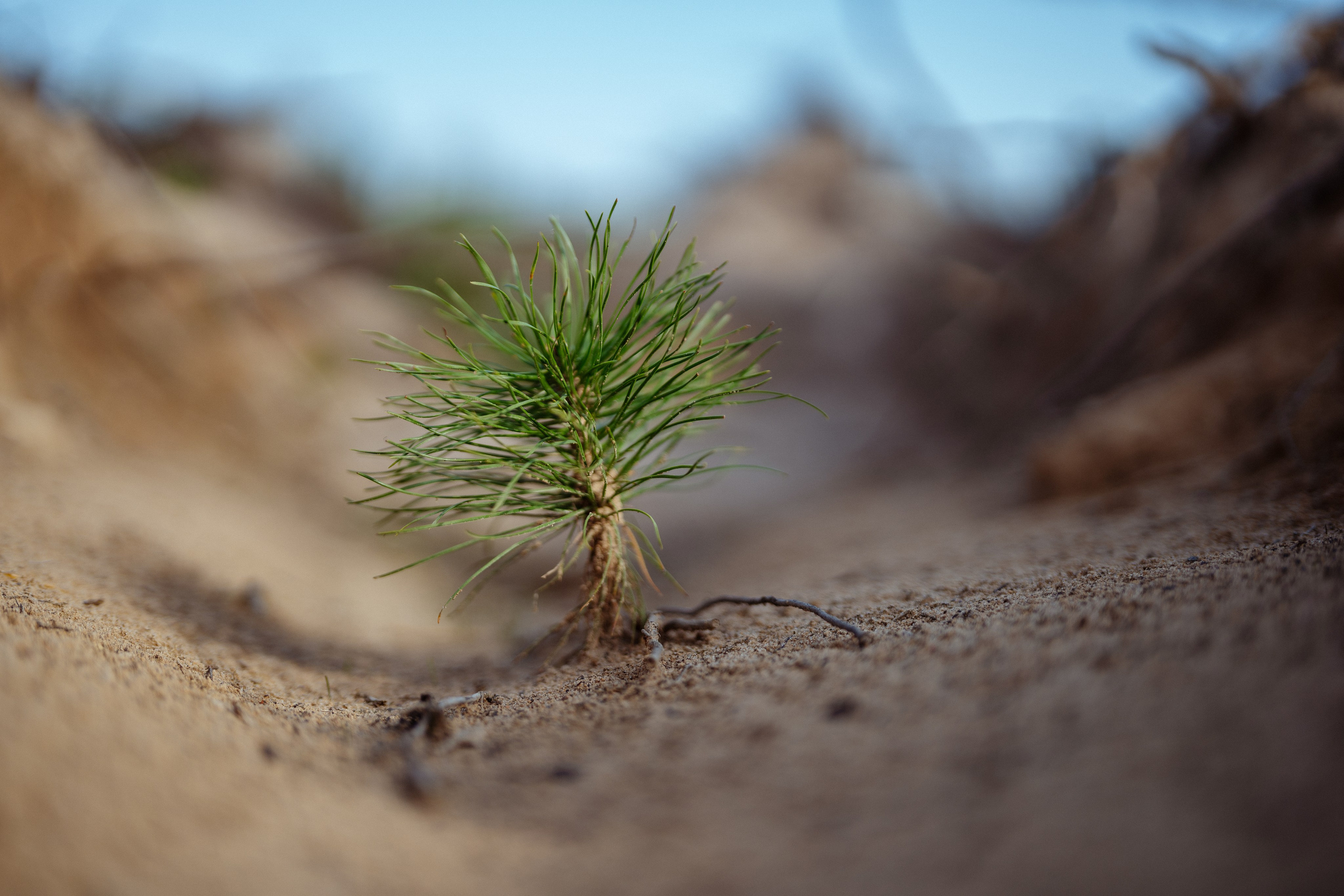 СБЕР · ЭКА · Посадка сеянцев. Владимир Вершинин, тот самый свадебный видеограф