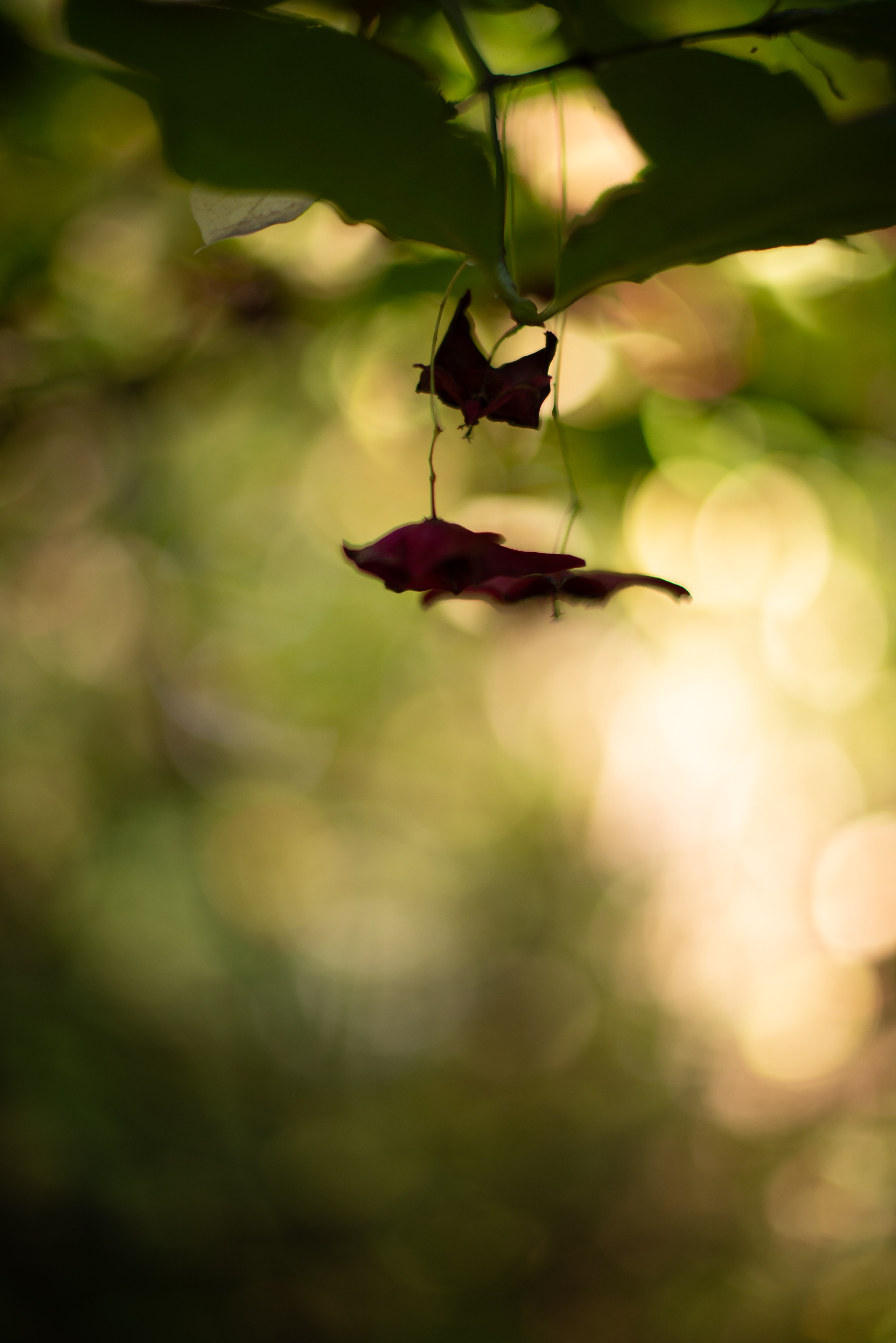 Цветы сада МГУ. Victoria Radjevna Репортажный Фотограф — Видеограф Москва • Санкт-Петербург