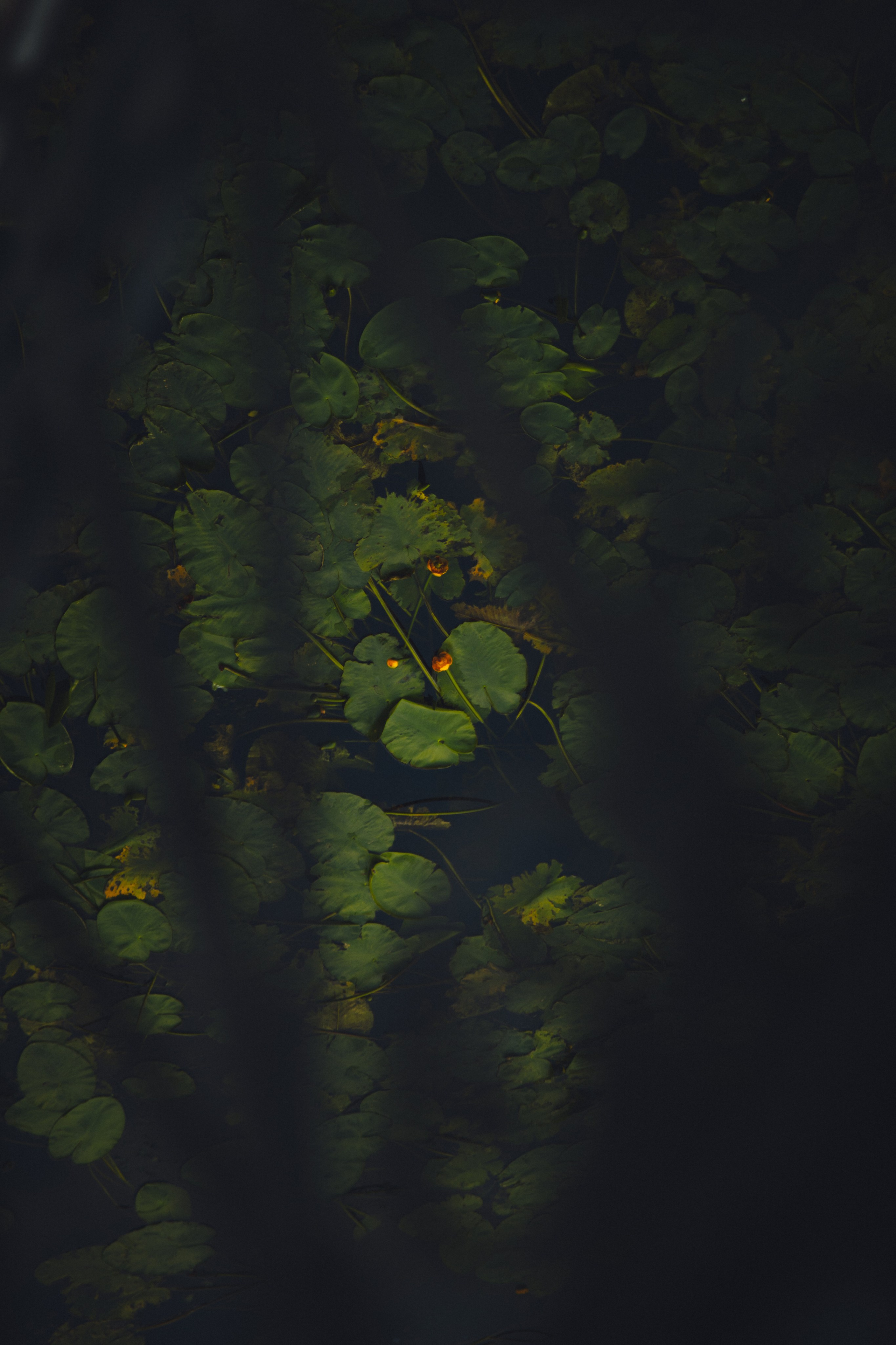 Элизабет / Экспресс О.Канта. Фотограф Калининград Илья Миллер