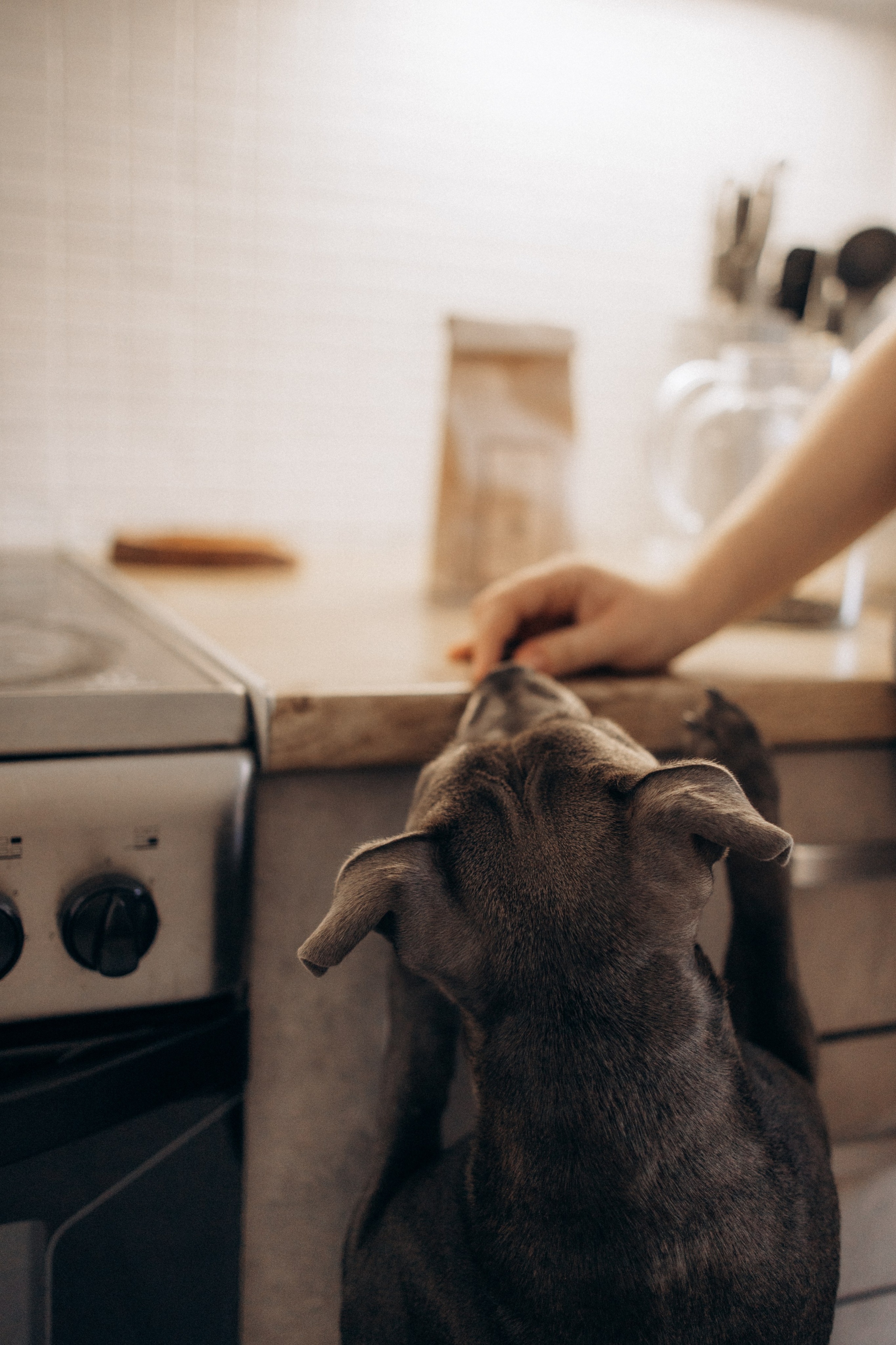Таня, Егор и Луна. Фотограф анималист в Казани Алина Сулейманова. Фотограф животных