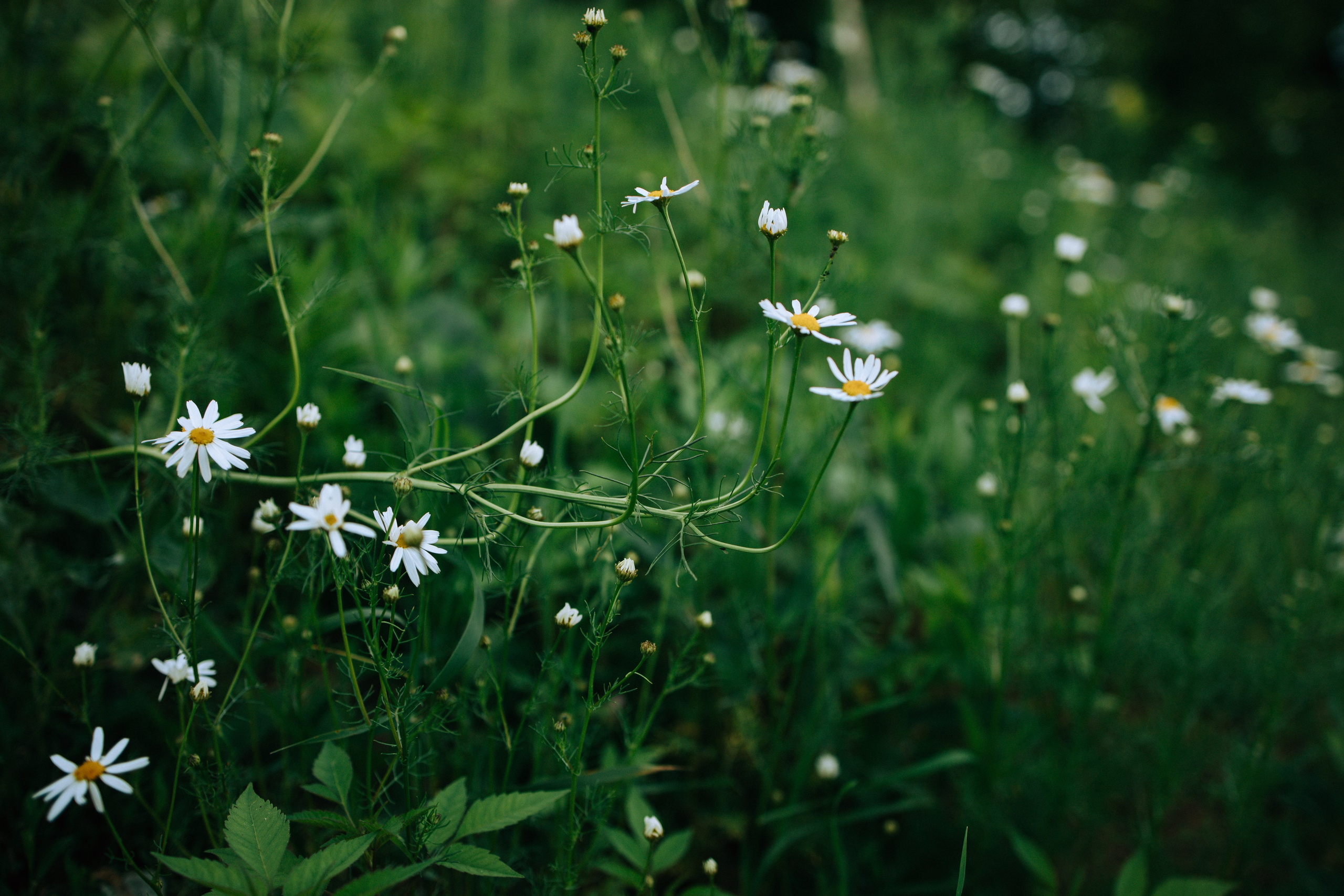 Стадион Металлург. Свадебный и семейный фотограф в Туле и области Маша Костина