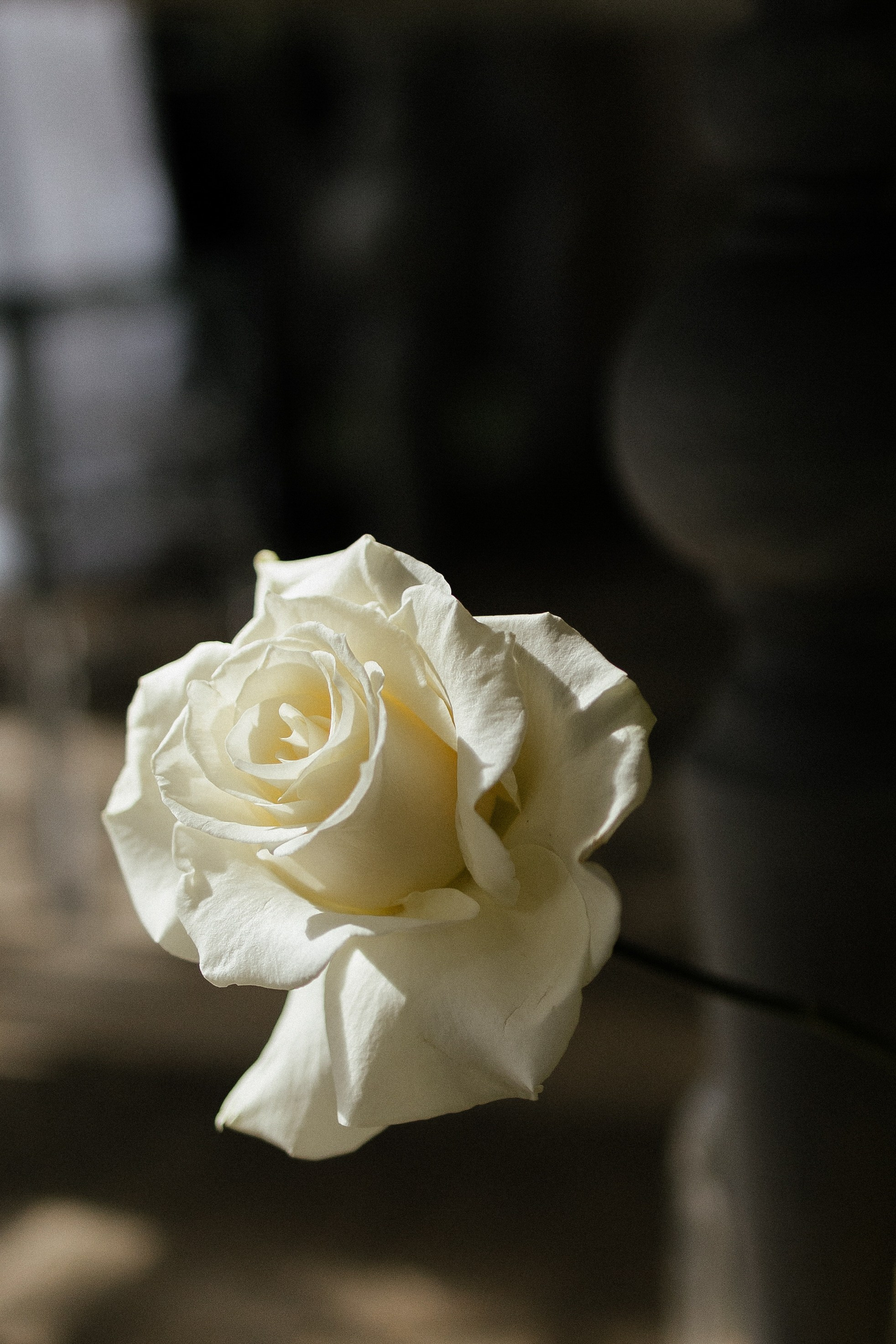 Маша и Ваня. Портретный фотограф Арсения Теплова