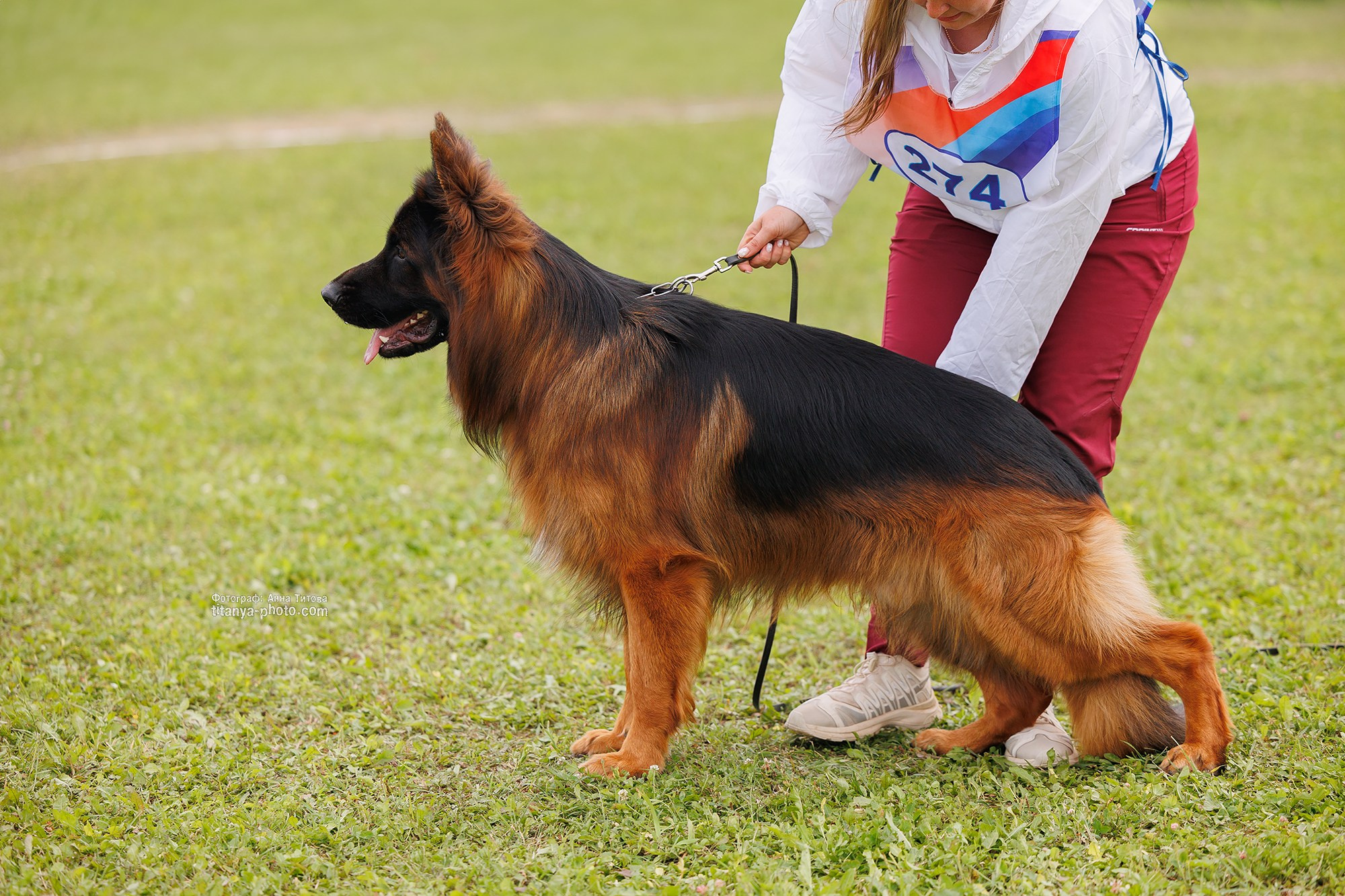 Немецкие овчарки: фото из рингов и вне ринга, мутпроба (фотографии с выставок). Фотограф собак, фотограф-анималист Аня Титова (Titanya). Москва