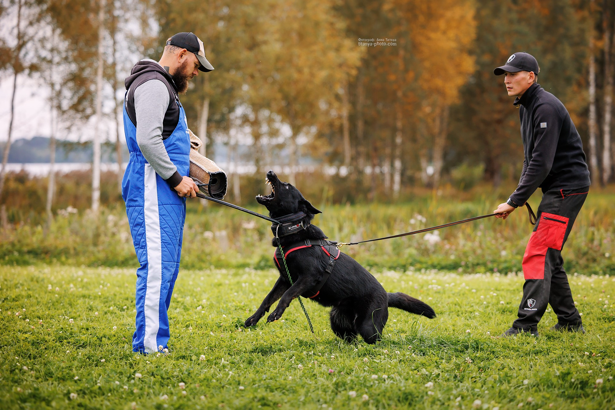 Тренировка по защите в питомнике немецких овчарок «Легенда Волги». Фотограф собак, фотограф-анималист Аня Титова (Titanya). Москва