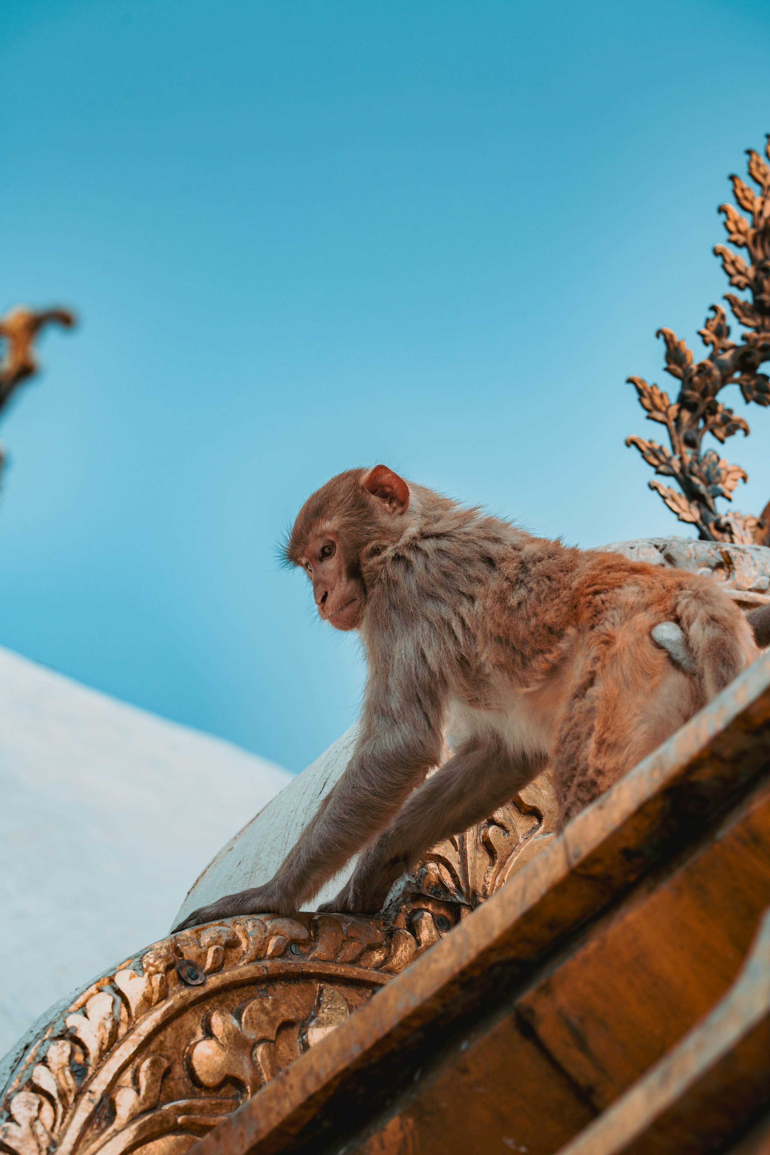 Nepal. Dmitry Ippolitov