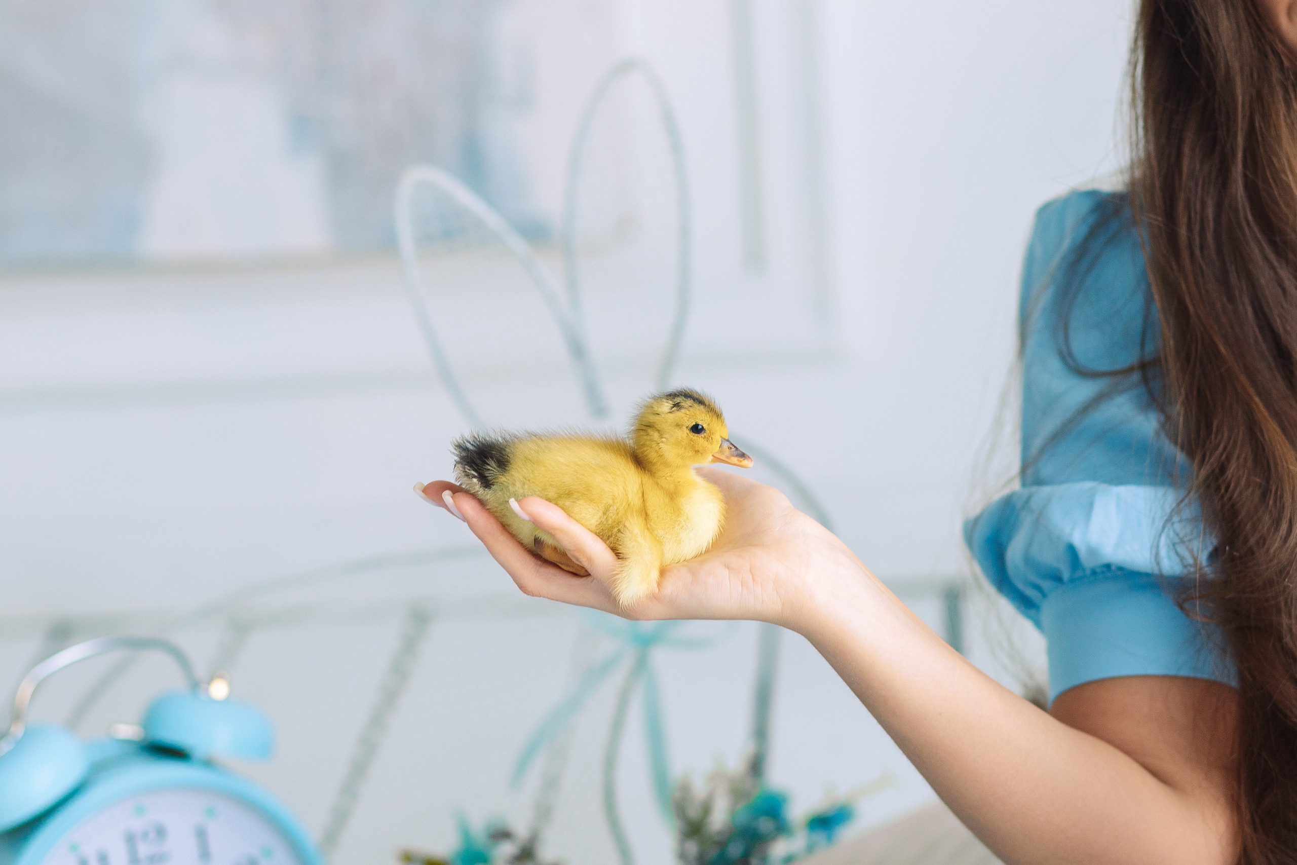 Пасхальная фотосессия Алиса в стране чудес с утятами. Фотограф в Санкт-Петербурге, Анна Скворцова