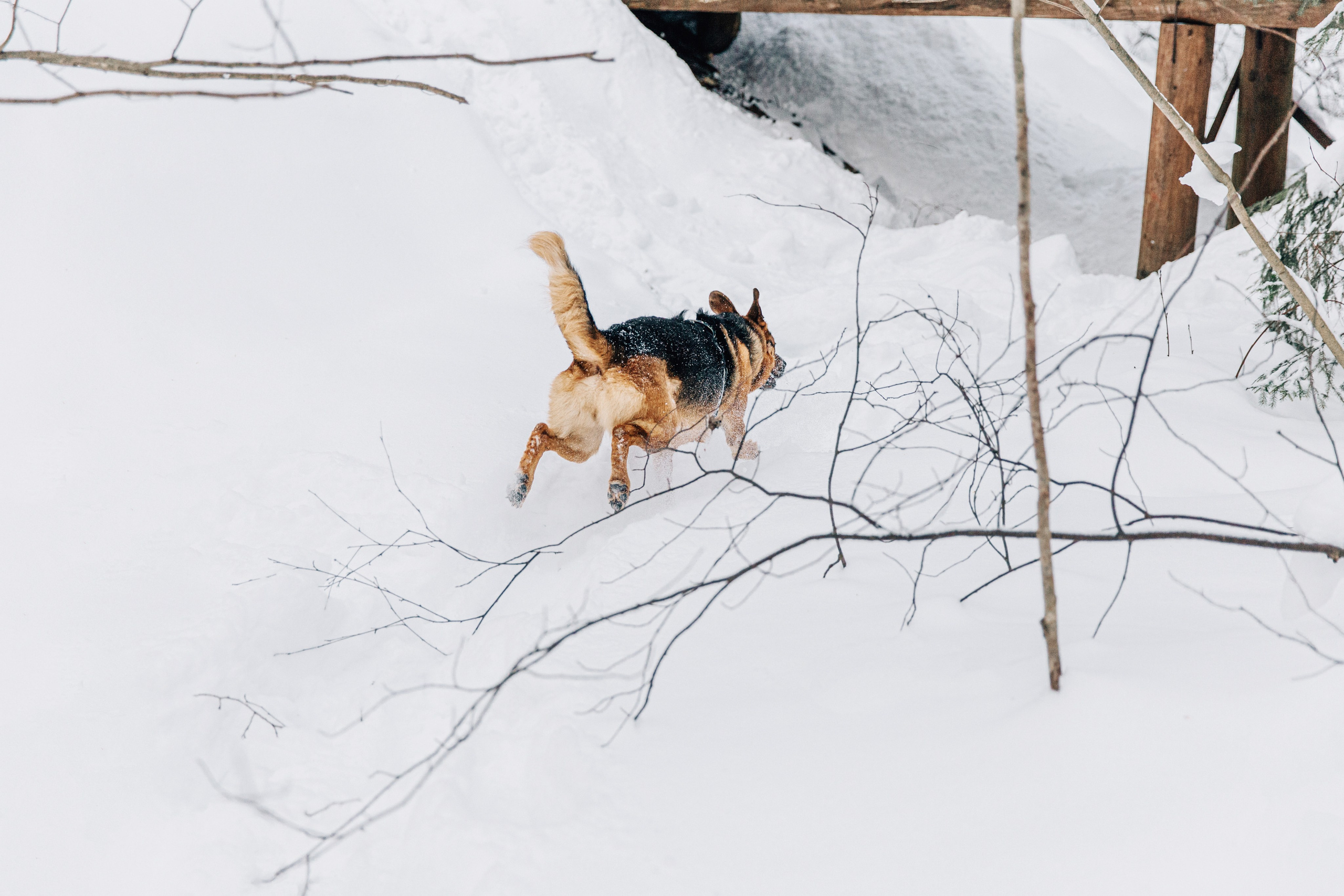 Саша и Ньют. Фотограф-анималист в Москве Соломонова Варвара