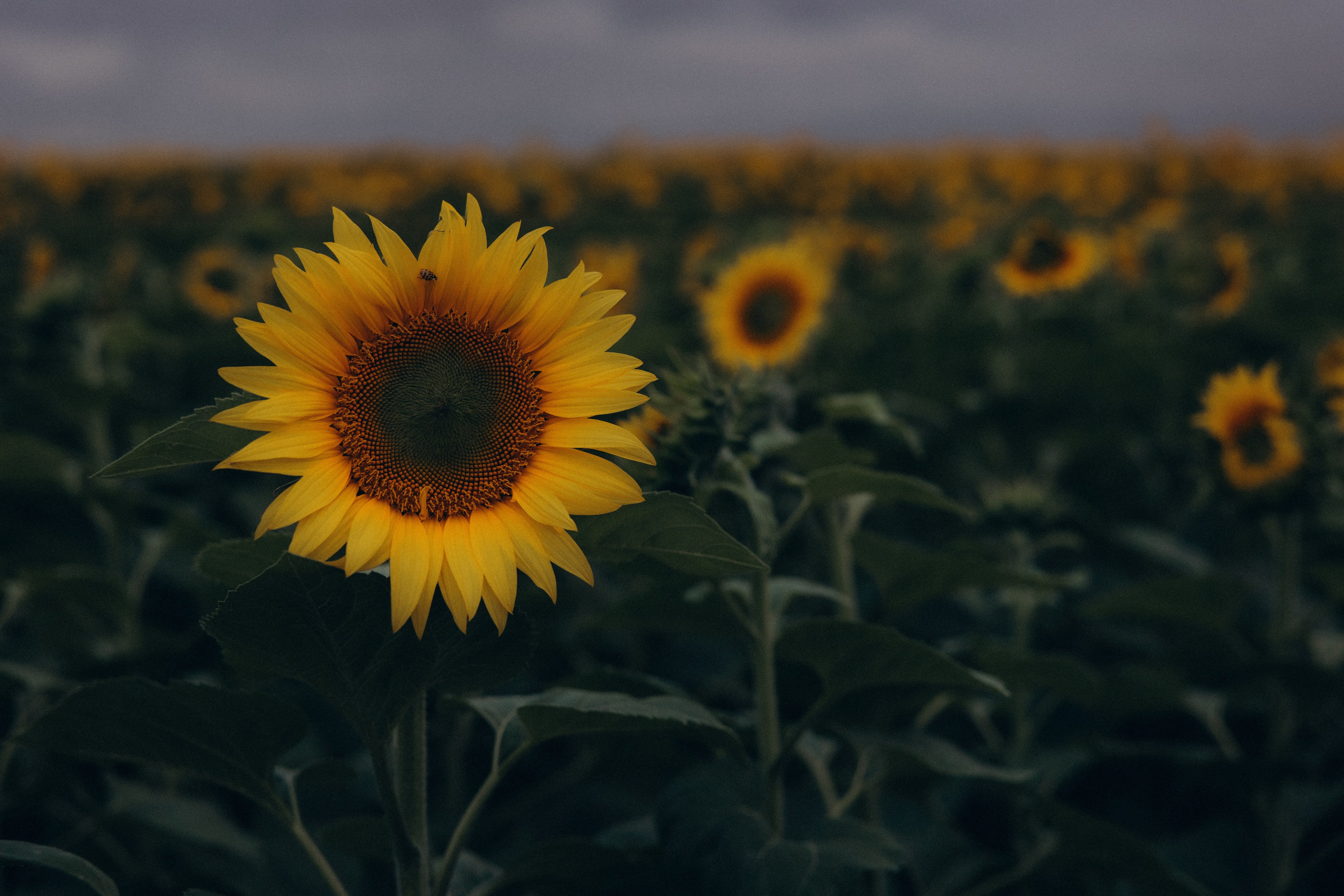 Аня + Паша. Алена Бадамшина — свадебный фотограф Воронеж / Москва