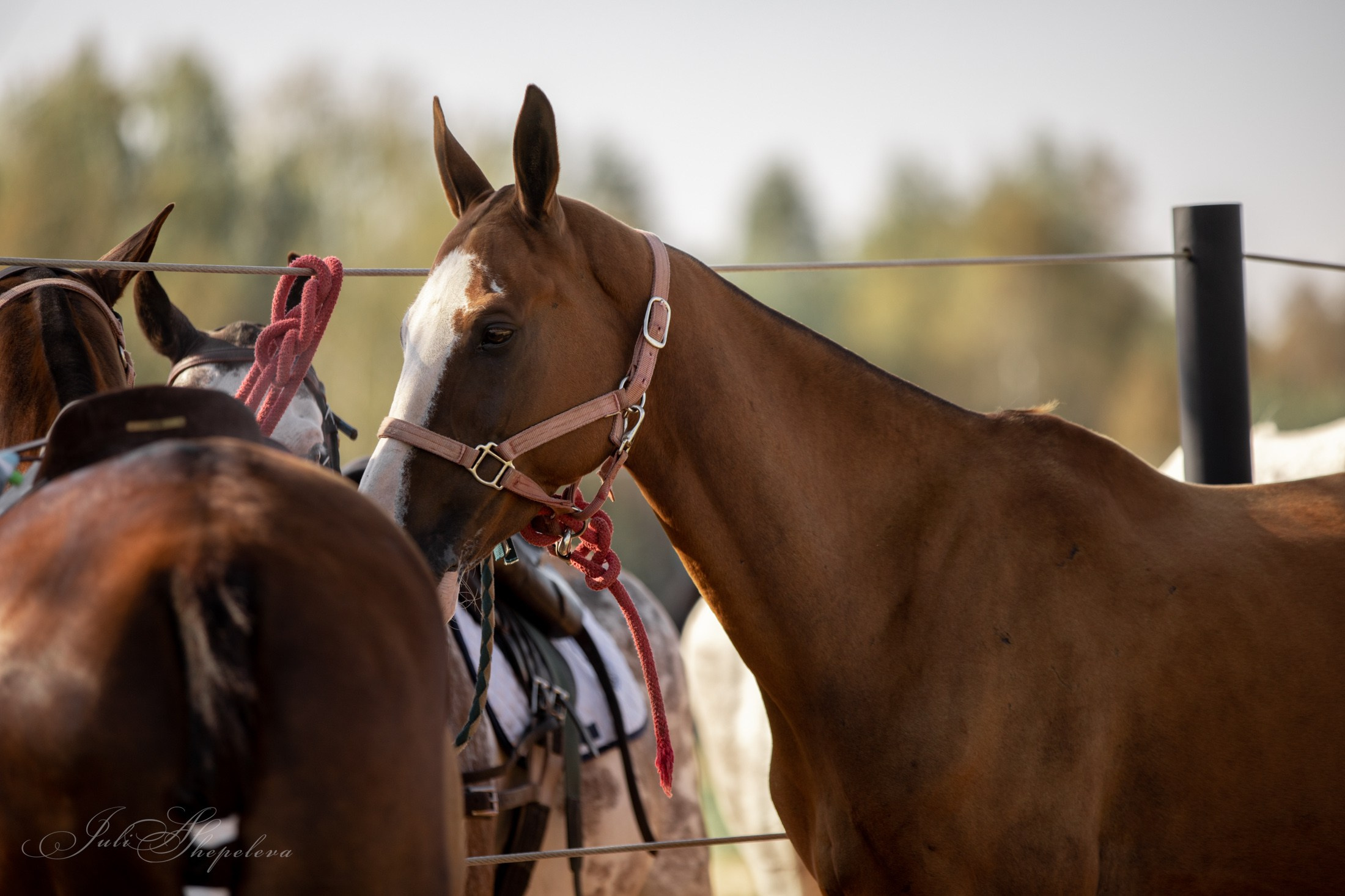 Осенний кубок по конному поло. Детская Конная фотография в Москве Юлия Шепелева