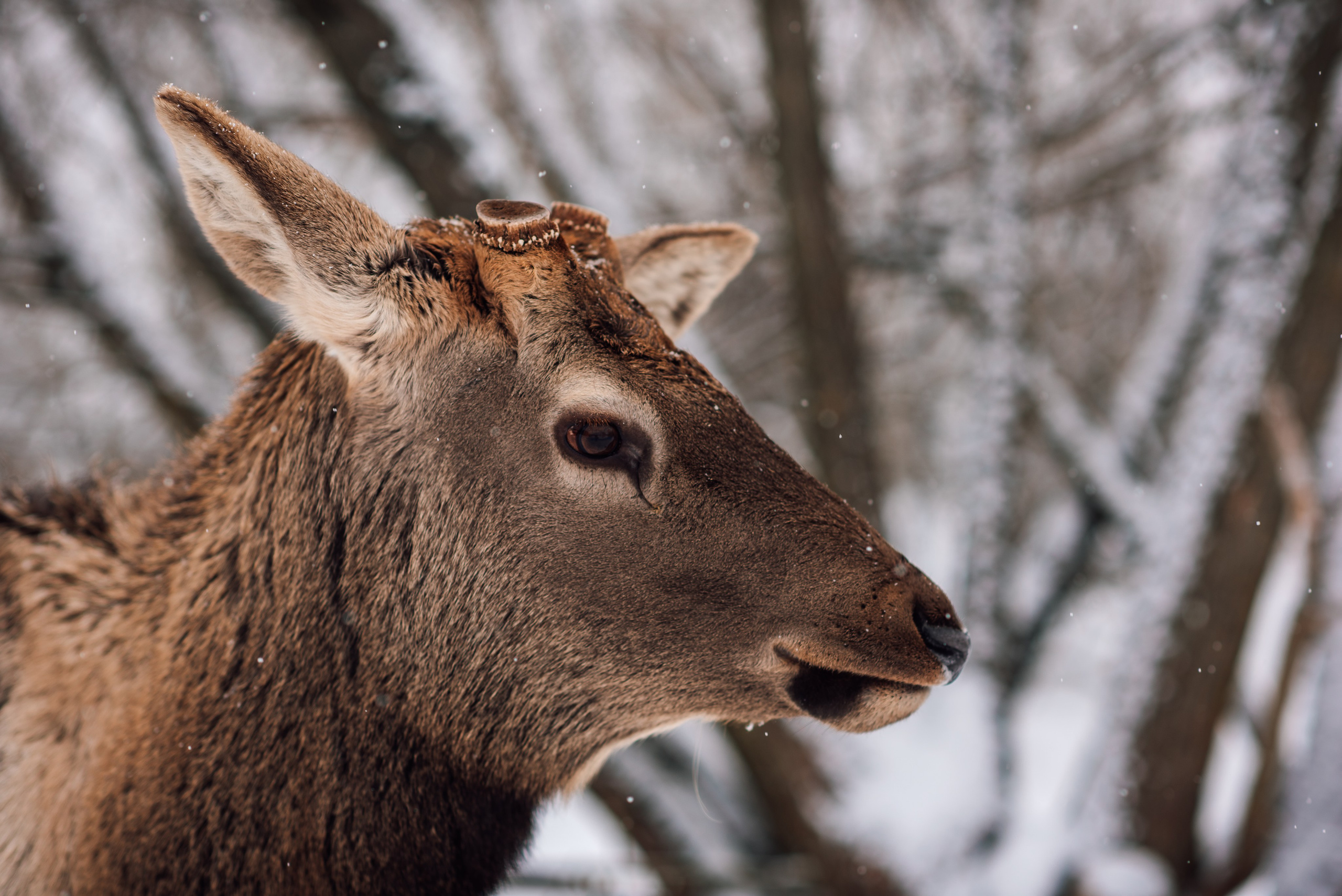 Зимняя парфорсная охота. Фотограф Диана Вальтер