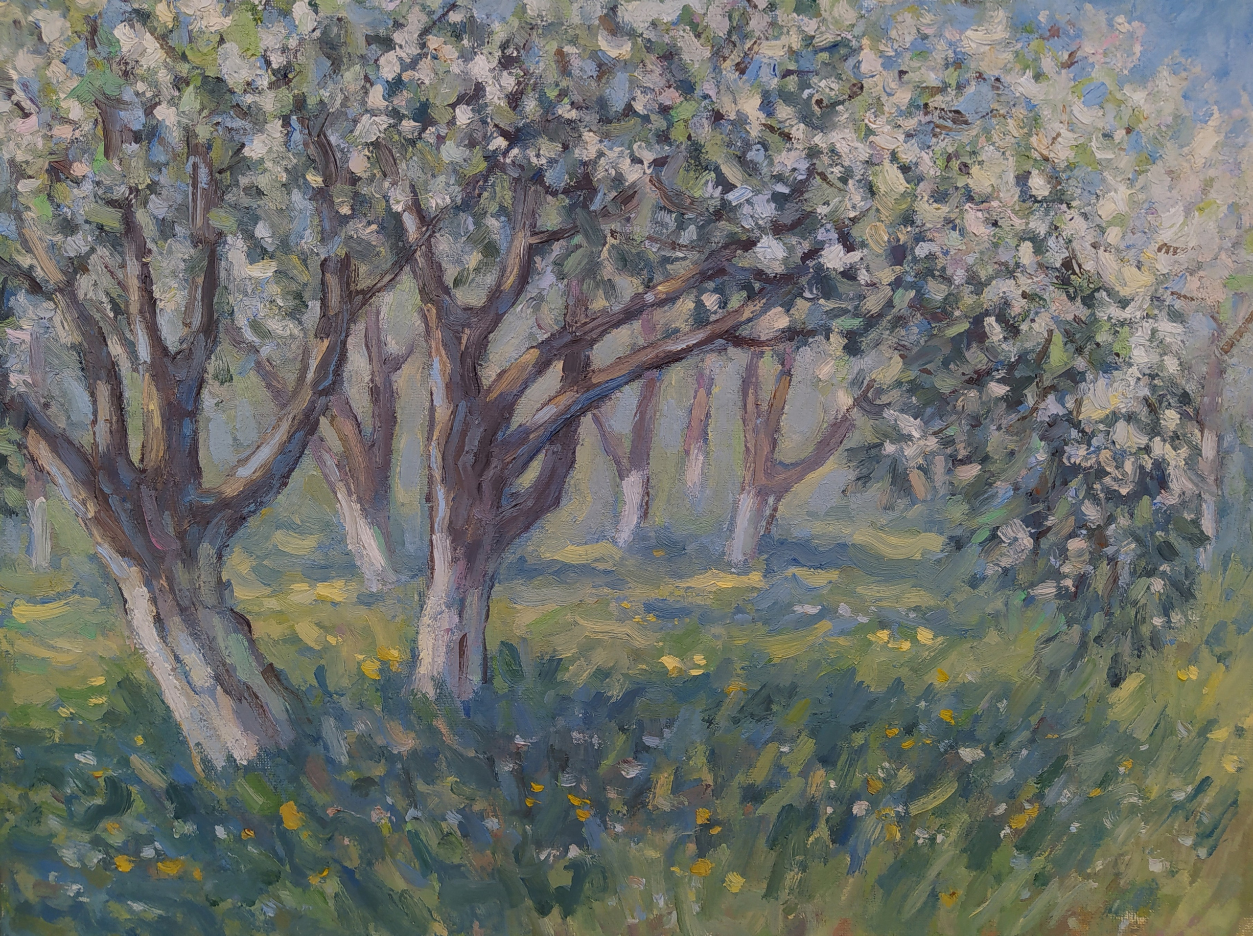 Картина маслом - цветущий яблоневый сад весной