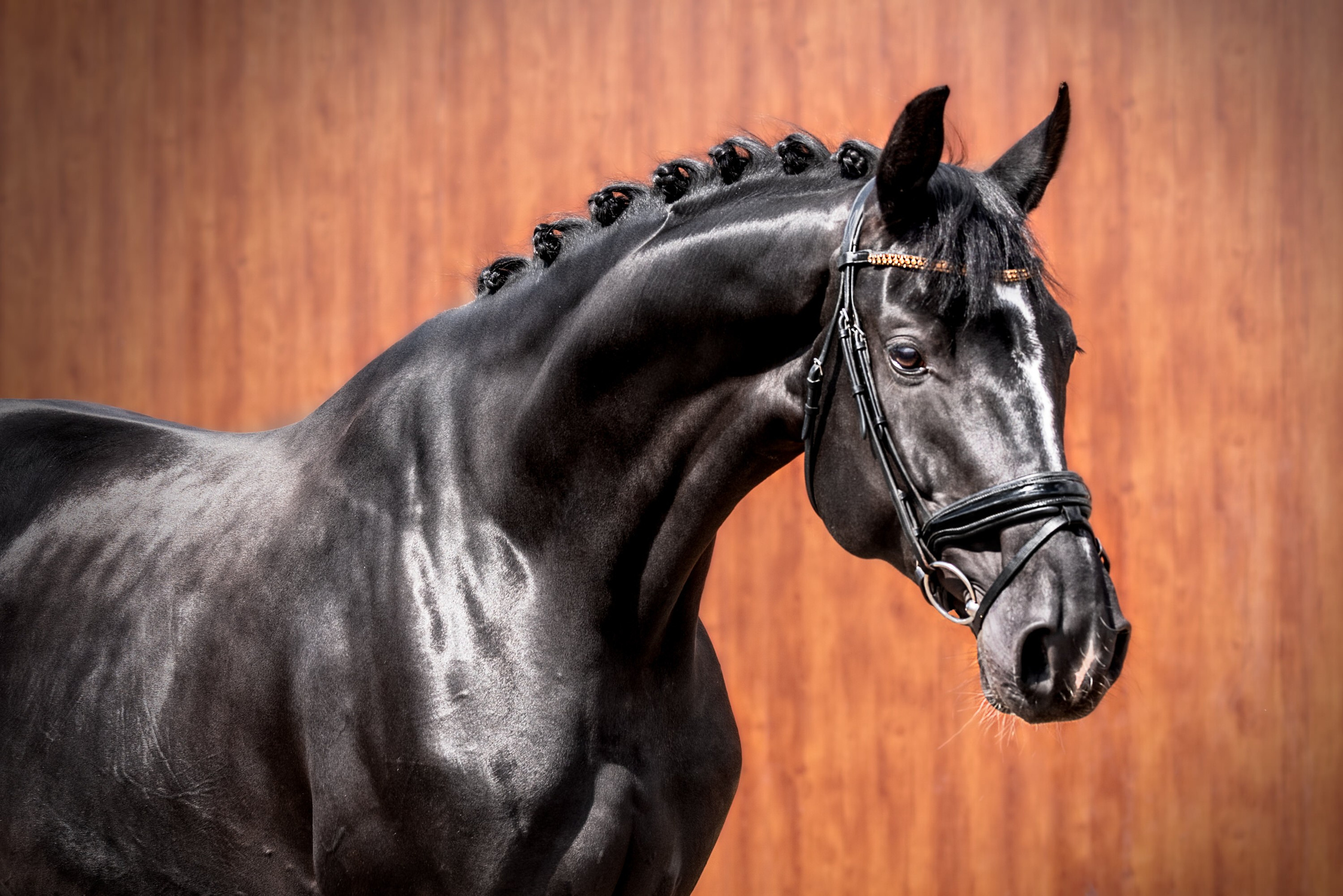 Экстерьерная съёмка лошадей. Mrs.Aquarelia Конный фотограф Марианна Леонтьева