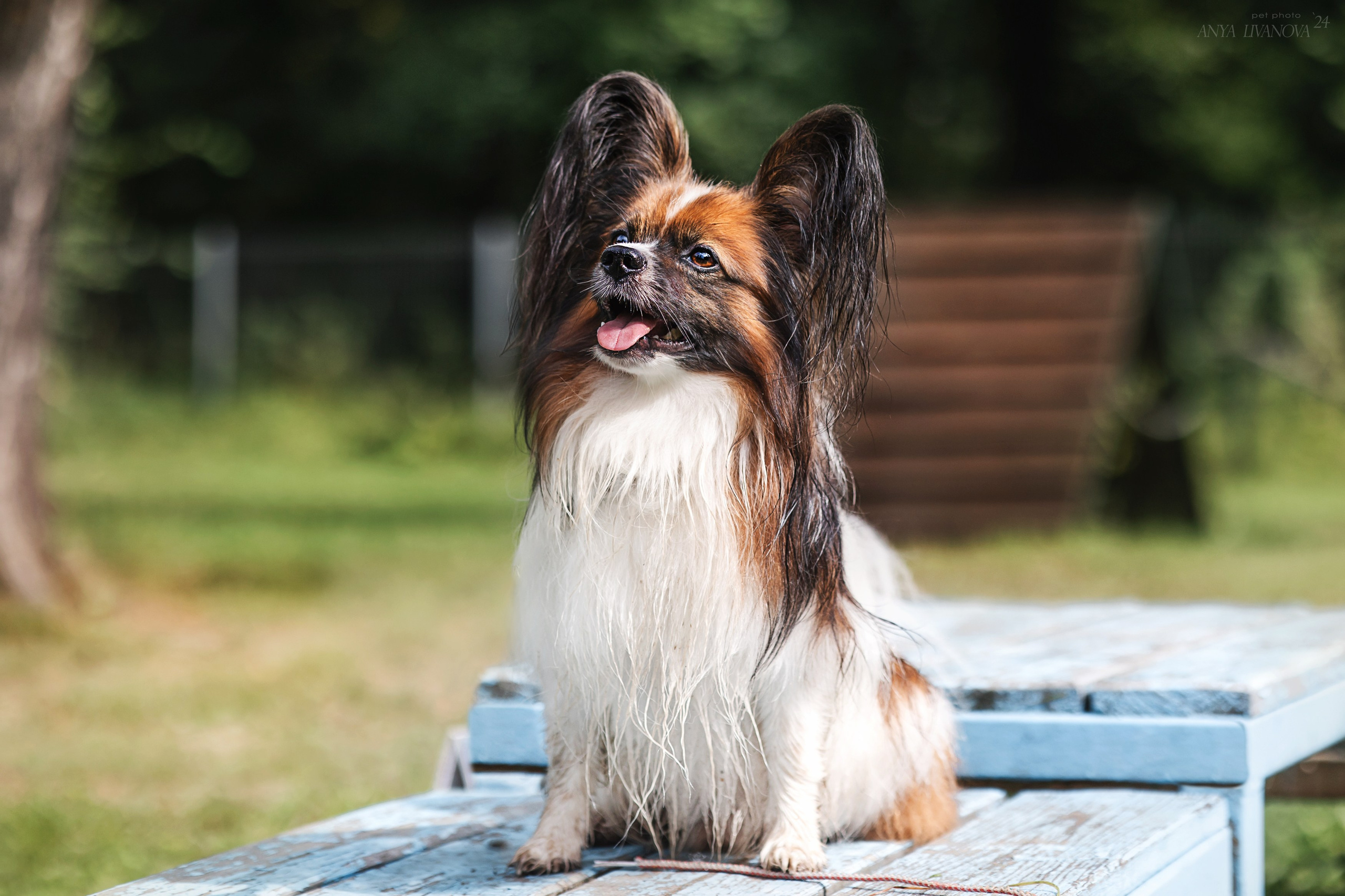 Ралли «Акела». Фотограф анималист Аня Ливанова | Рыбинск