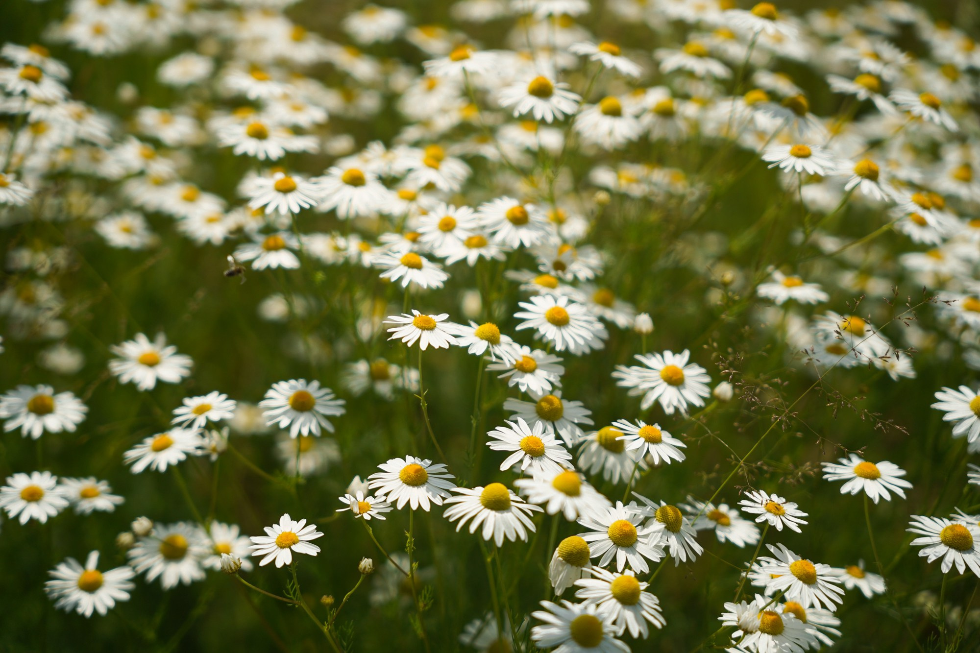 Бирюса 2025. Детали. Фотограф Кощеева Дарья