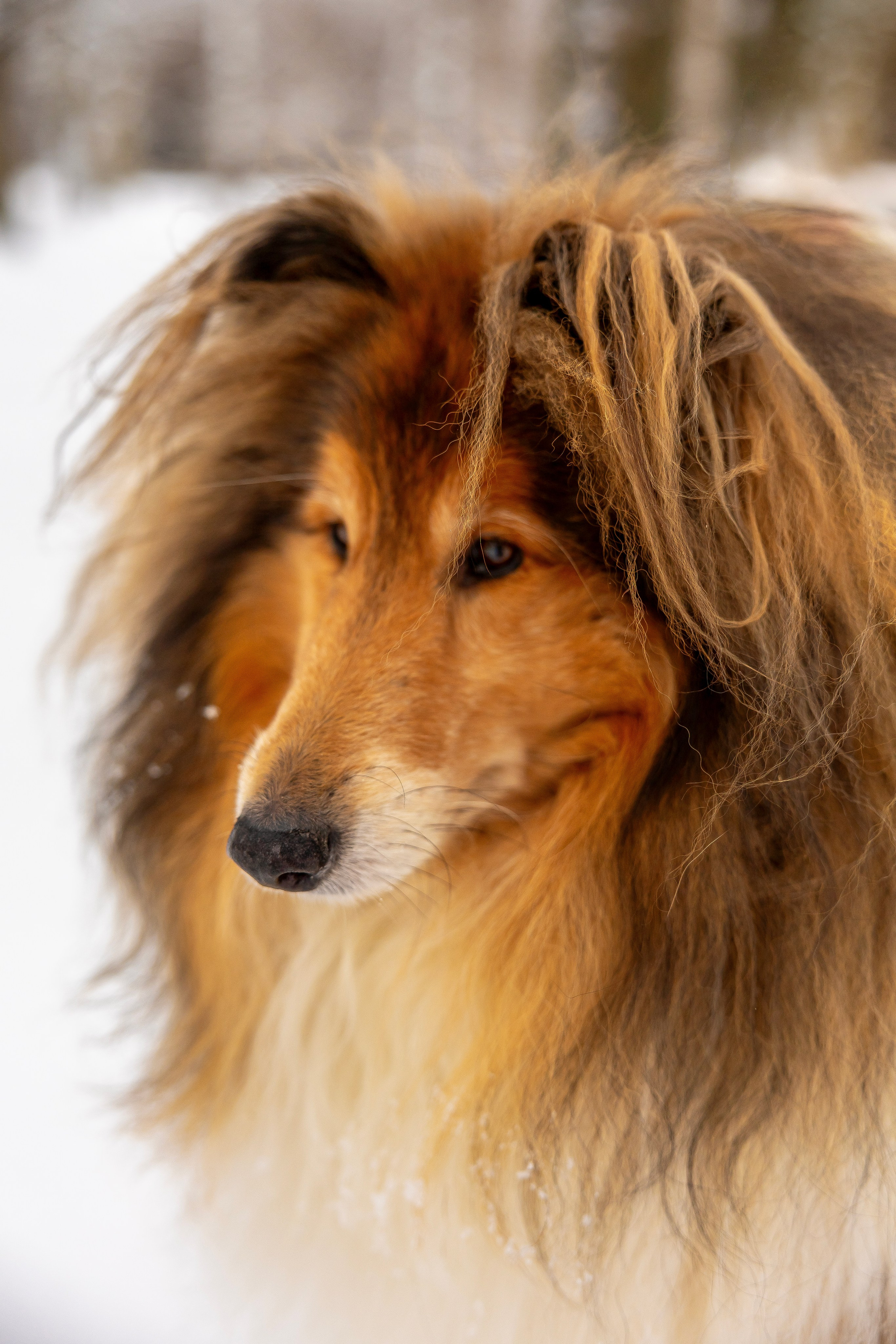 Фотосессия с питомцами (Анастасия, Габри и Лара). Фотограф Люся Воробьева