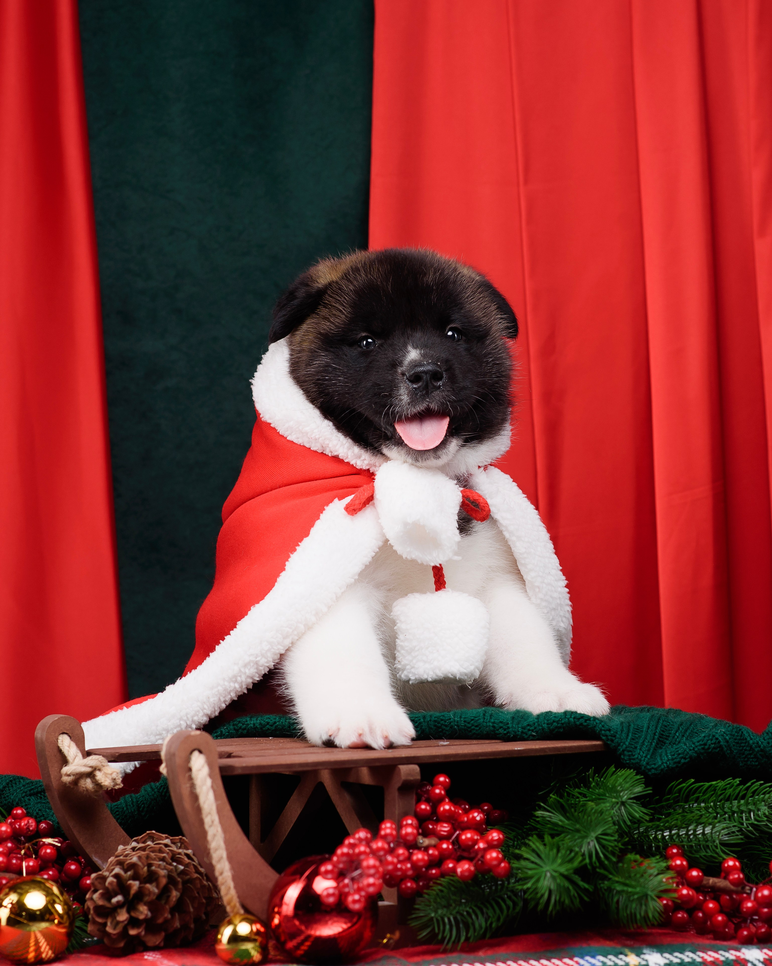 Щенки Американской Акиты. Фотограф — Анималист | Анна Абрамова