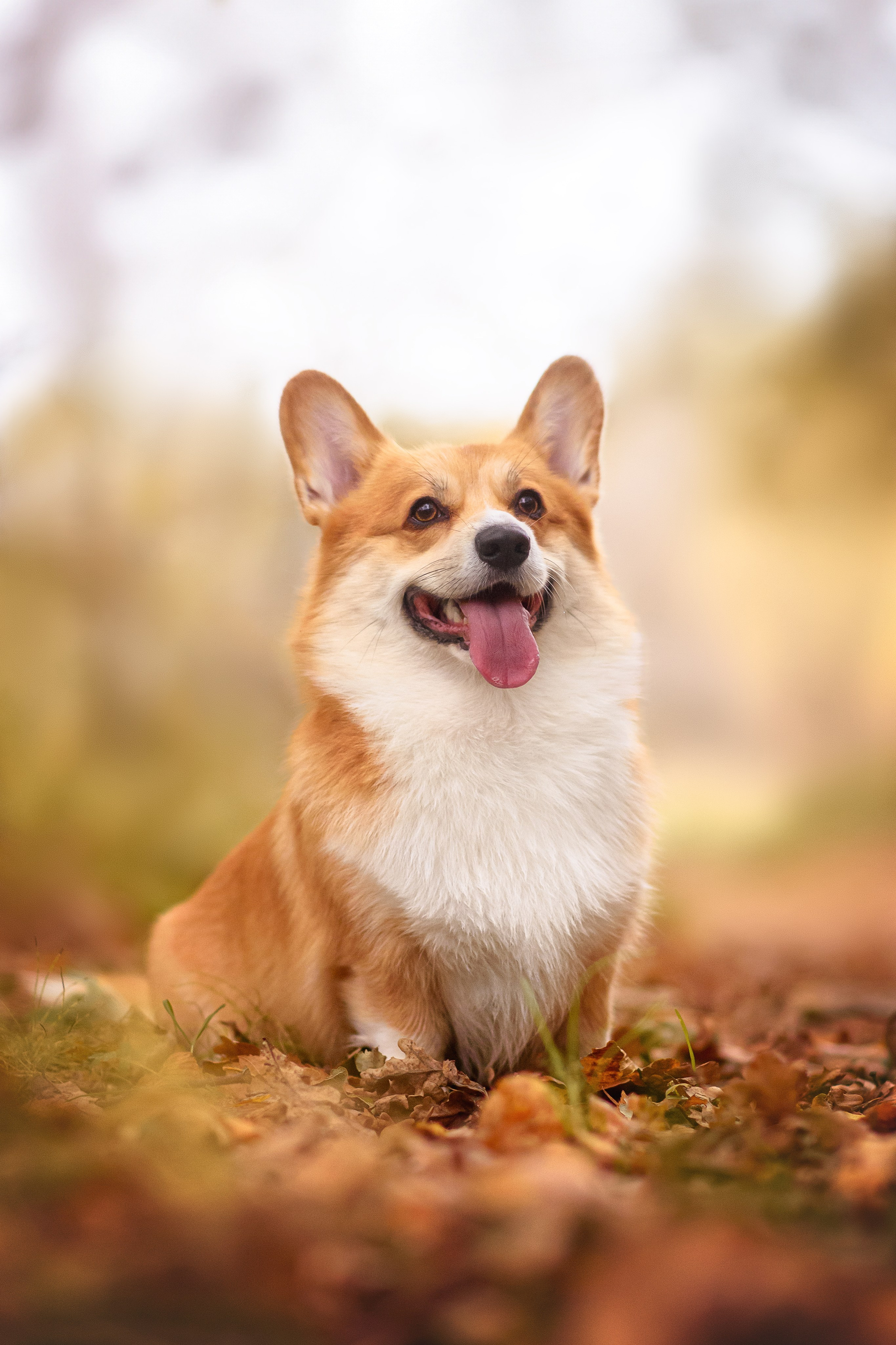 Женя и Феникс — 05.10.2024. Фотограф — Анималист | Анна Абрамова