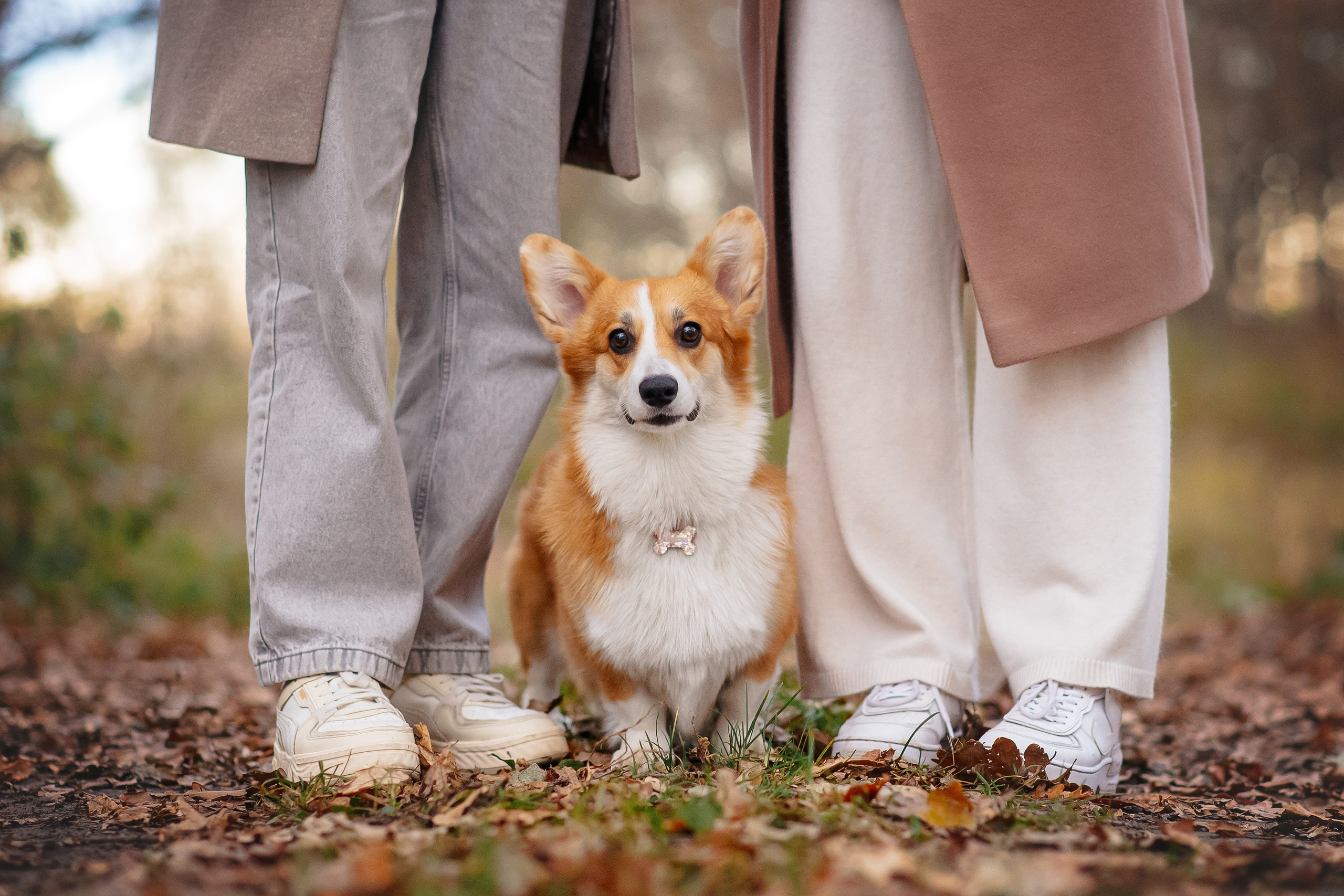 Максим, Аня и Челси — 19.10.2024. Фотограф — Анималист | Анна Абрамова