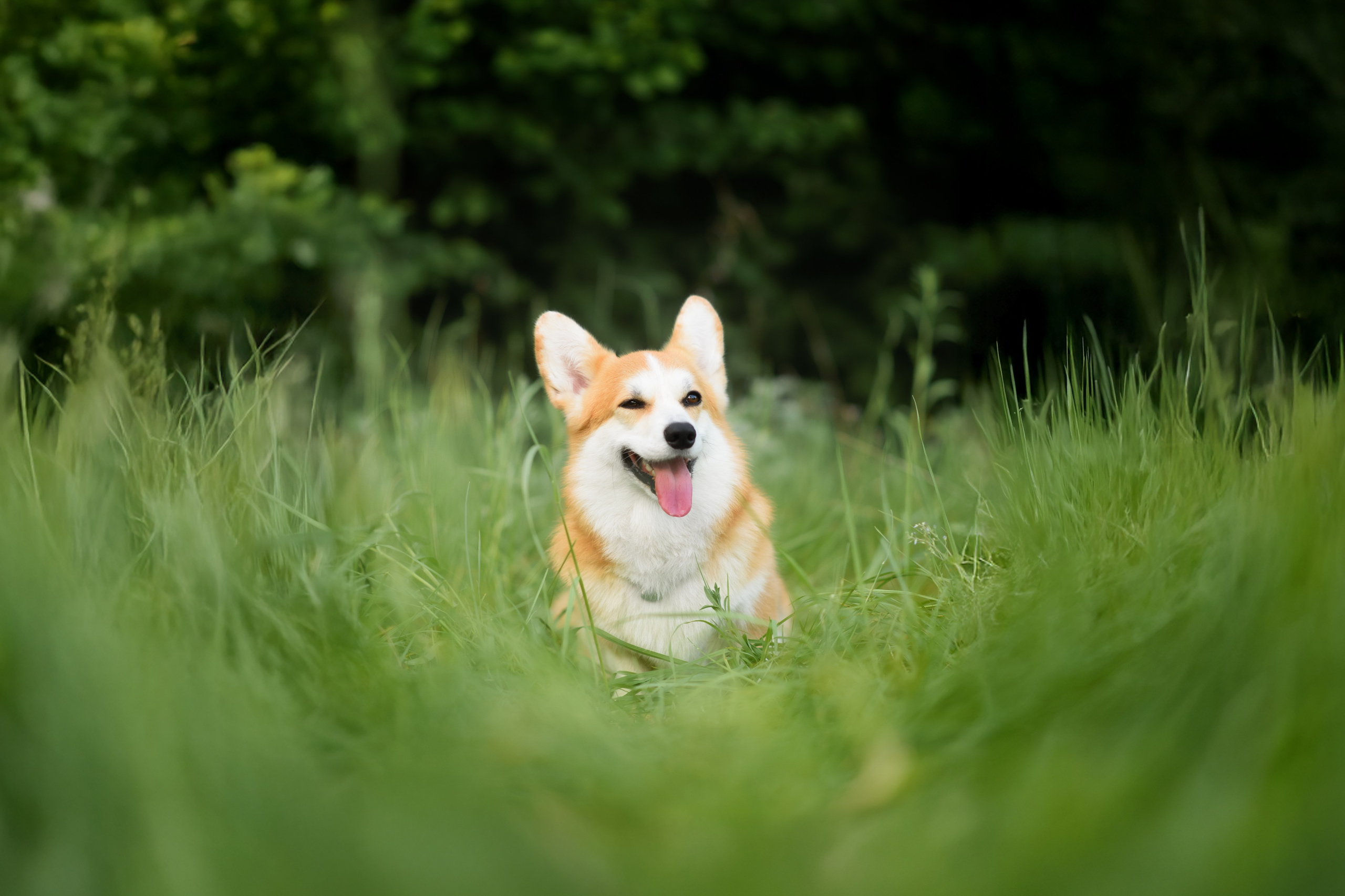 Максим, Надя, Шелби и Рой — 31.05.2025. Фотограф — Анималист | Анна Абрамова