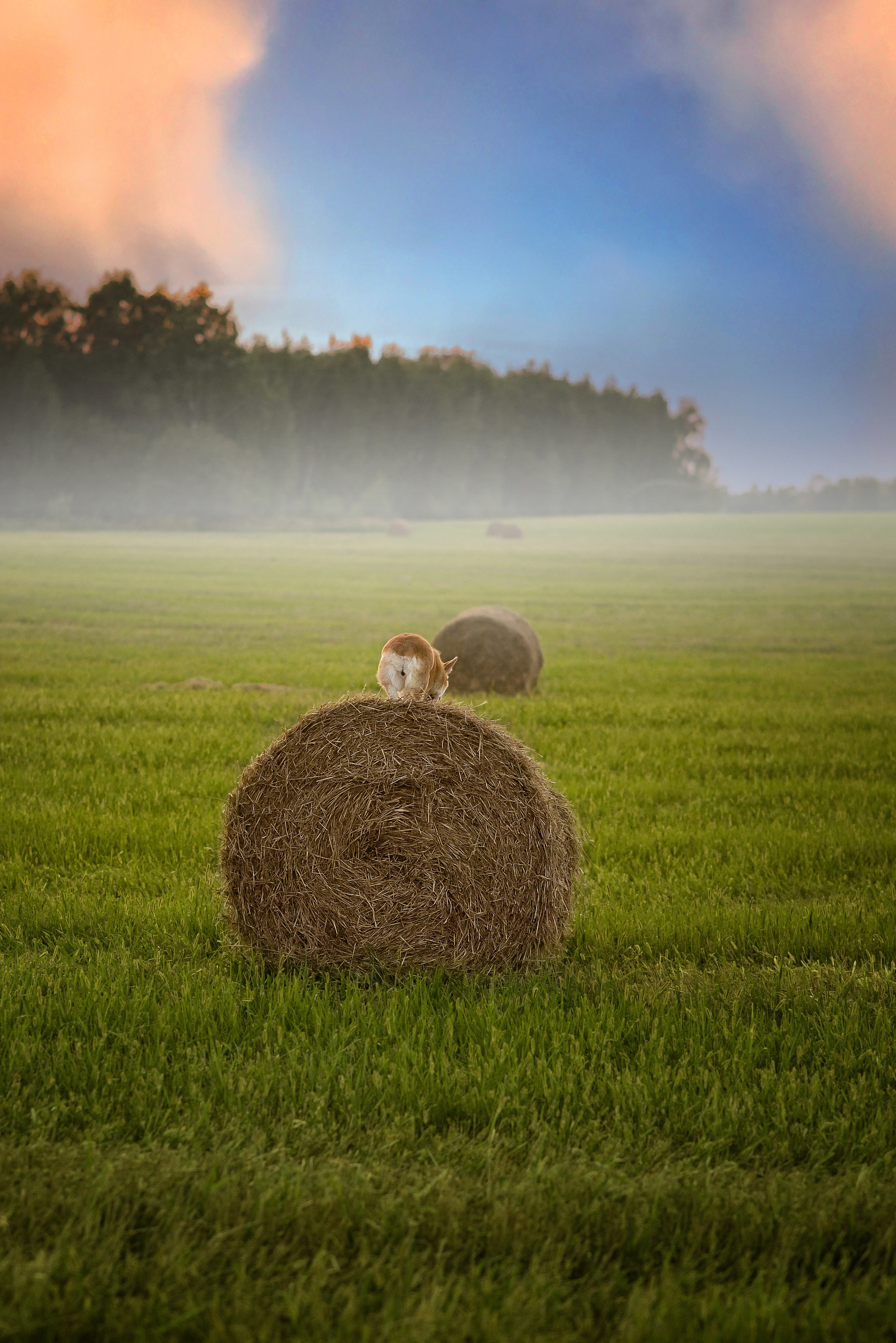 Лея и тюки — 10.08.2023. Фотограф — Анималист | Анна Абрамова
