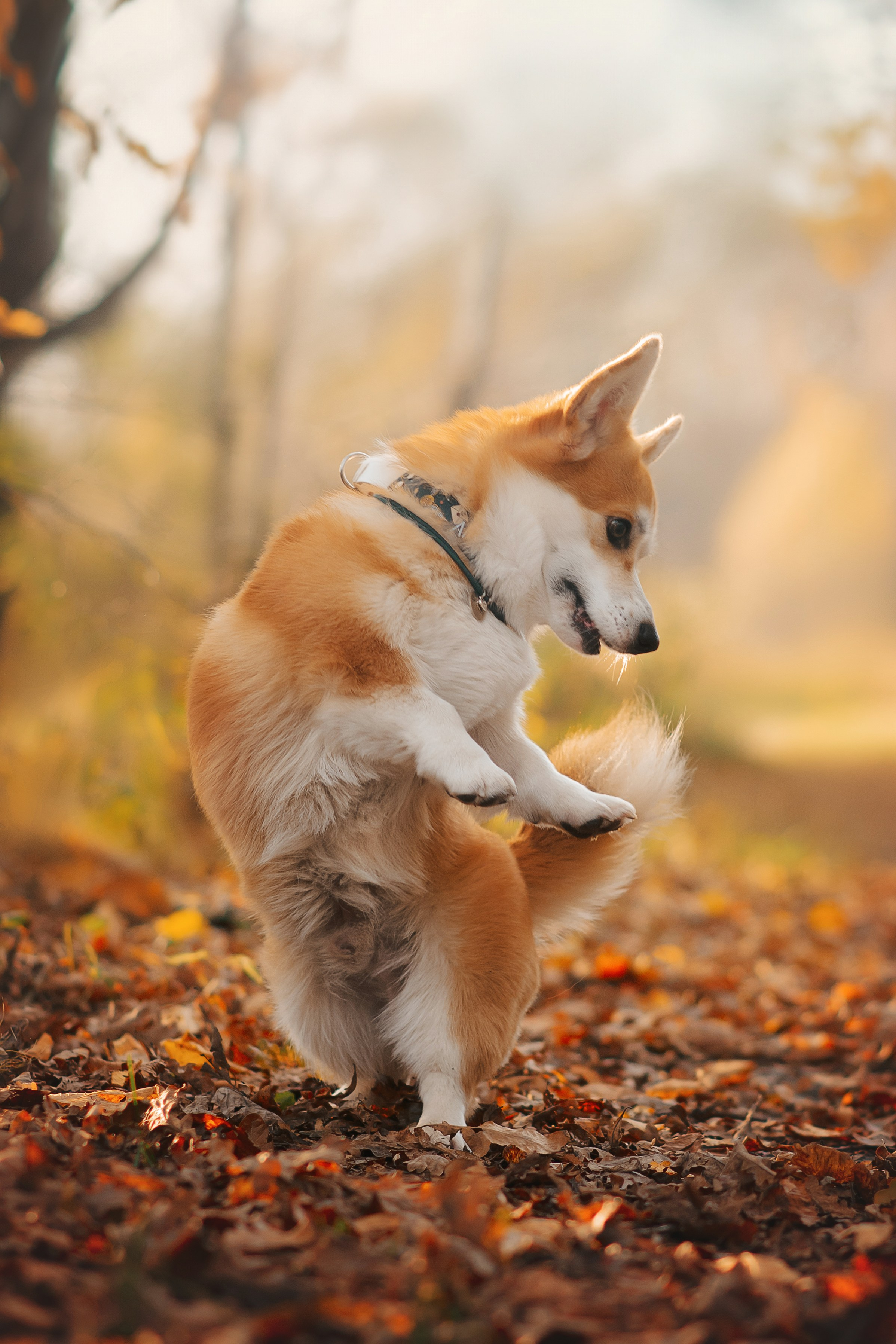 Максим, Надя, Рой и Шелби — 13.10.2024. Фотограф — Анималист | Анна Абрамова