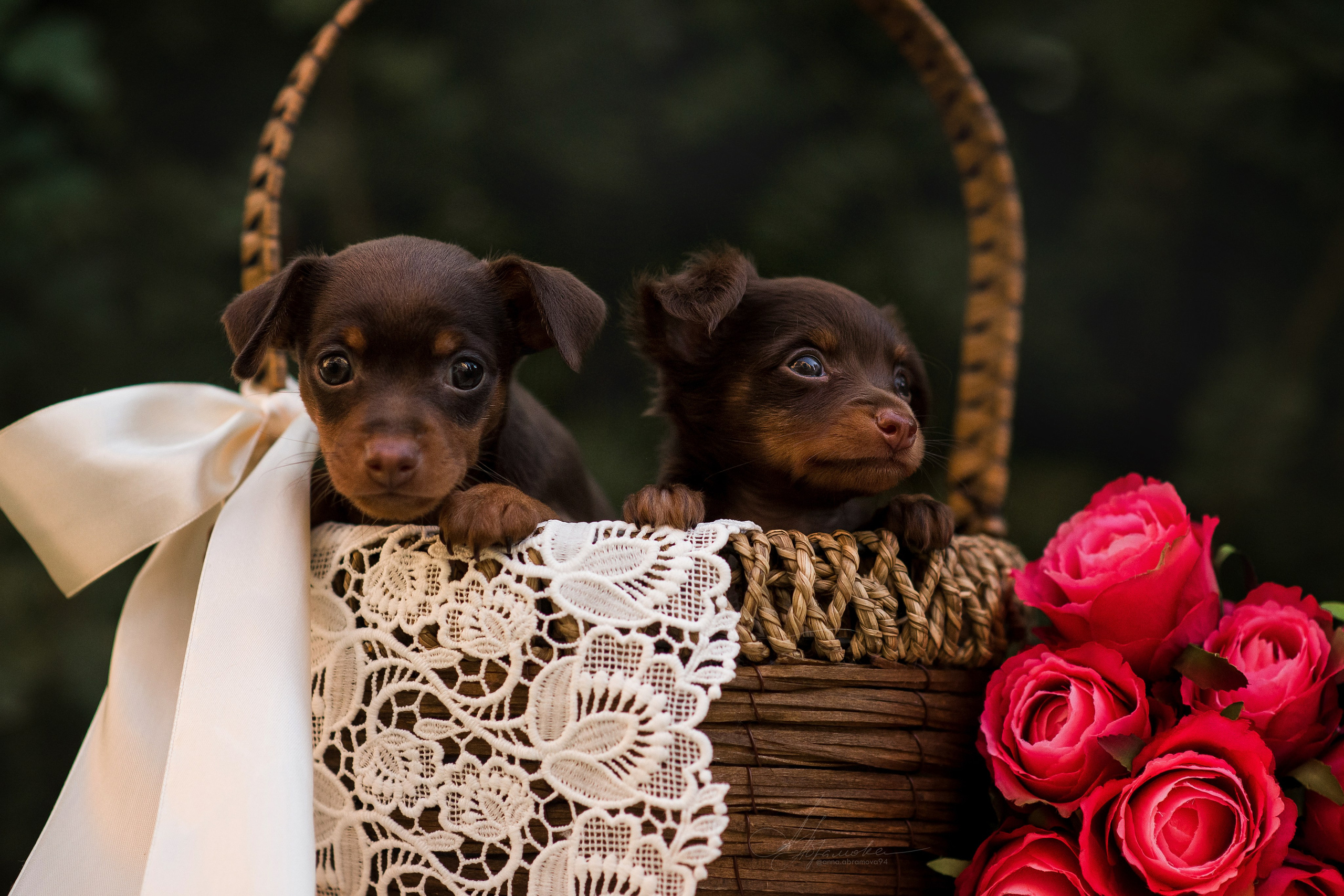 Щенки пражских крысариков — 06.08.2023. Фотограф — Анималист | Анна Абрамова