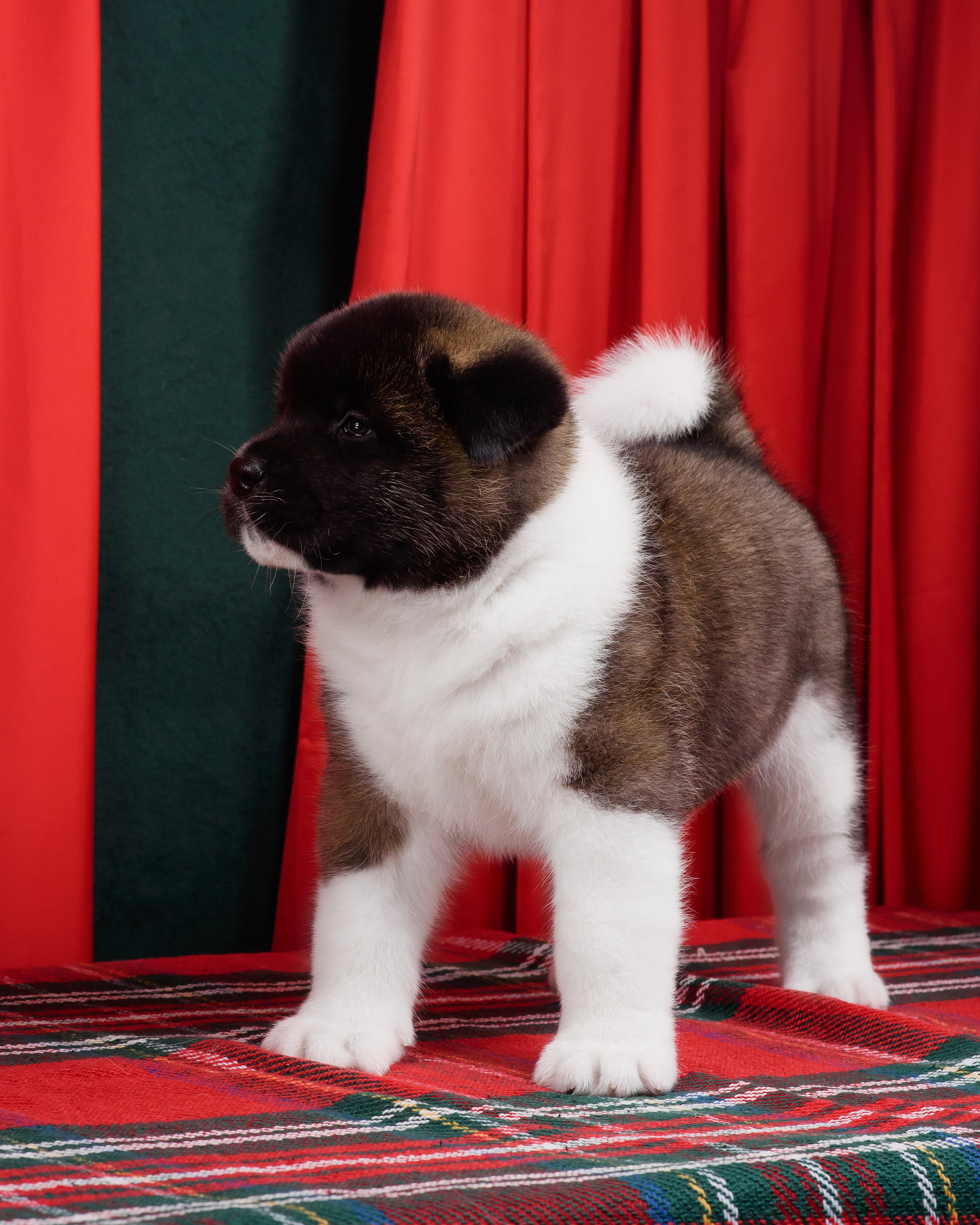 Щенки Американской Акиты. Фотограф — Анималист | Анна Абрамова