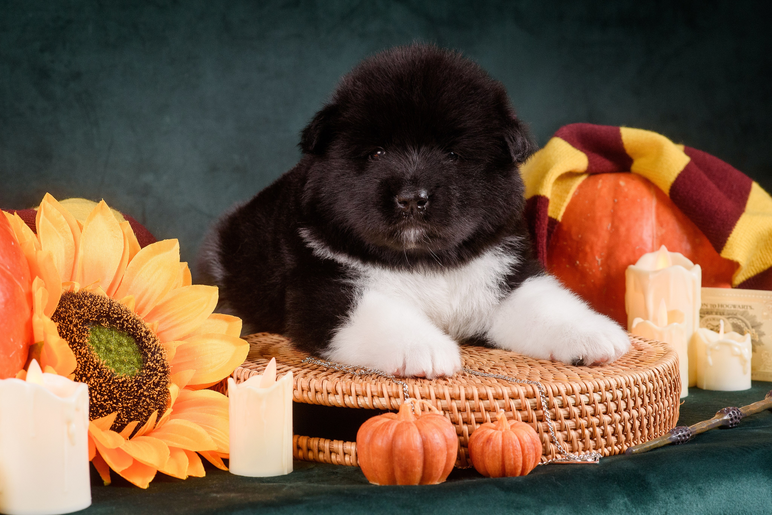 Щенки Американской Акиты — 04.11.2024. Фотограф — Анималист | Анна Абрамова