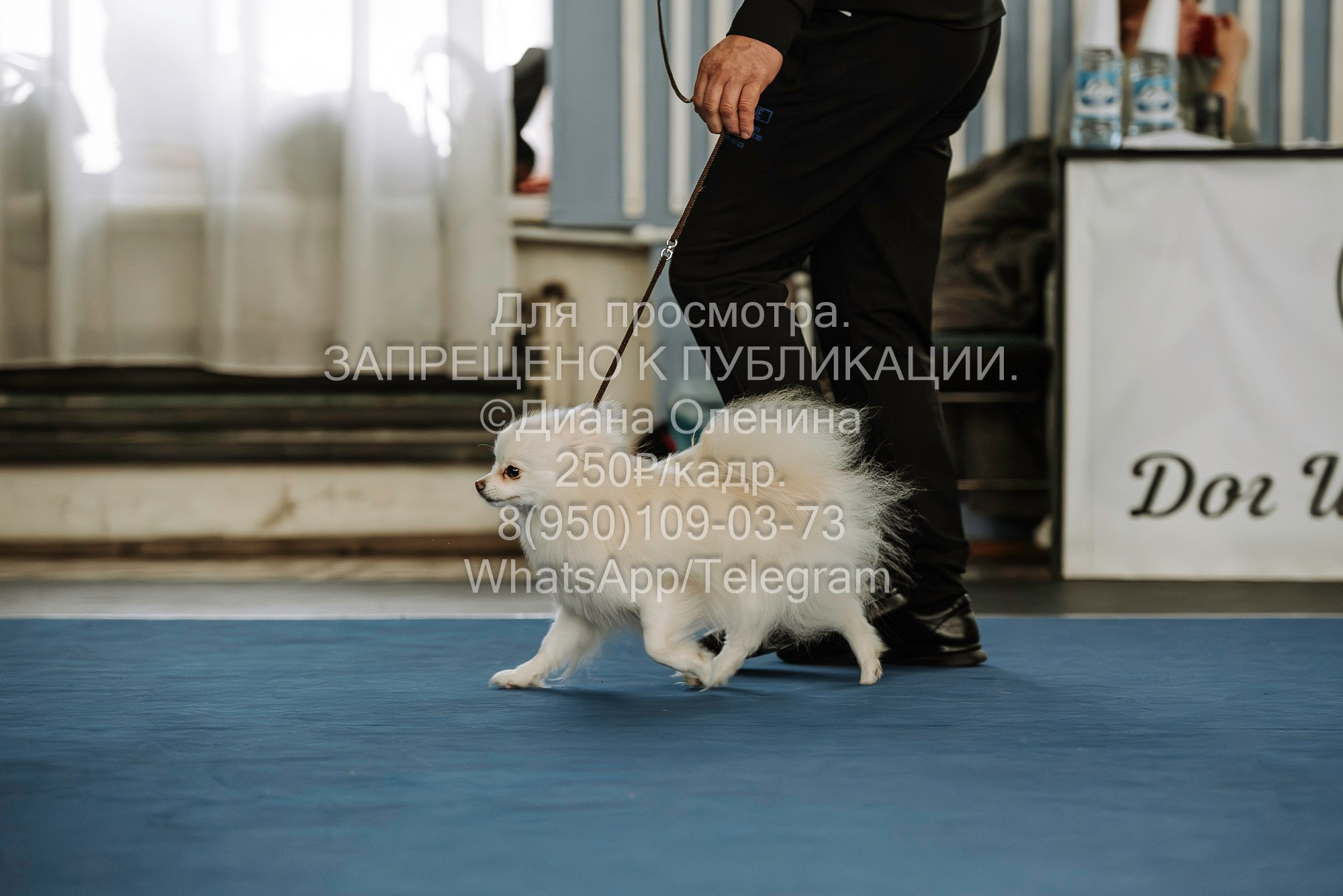 Выставка собак Красноярск 29.10.2023. Фотограф Диана Оленина Красноярск / Братск