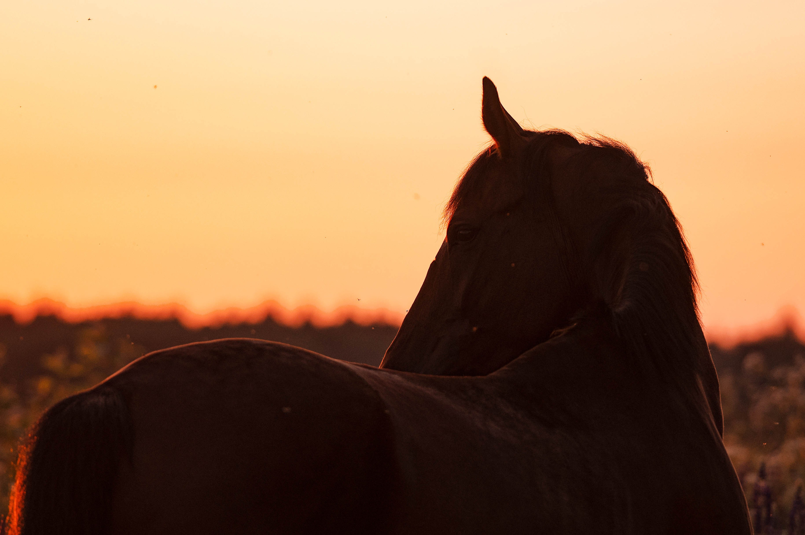 Ивори в закатных полях. Фотограф-анималист