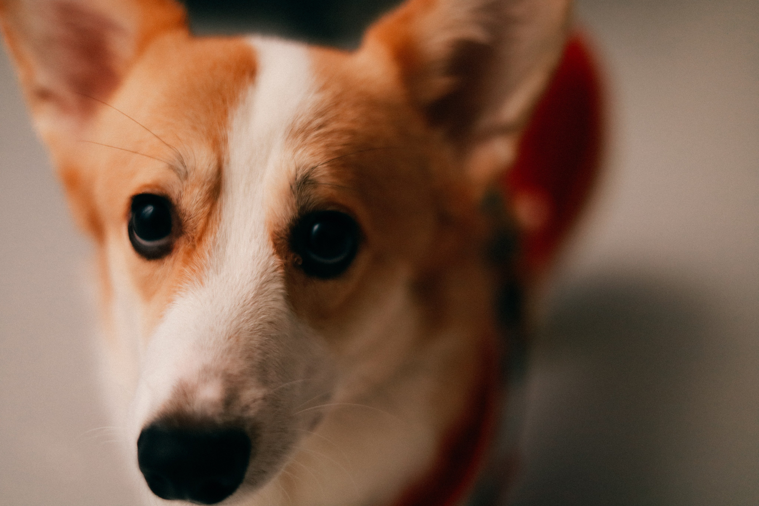 Оля, Антон и сыновья. Фотограф София Комкина