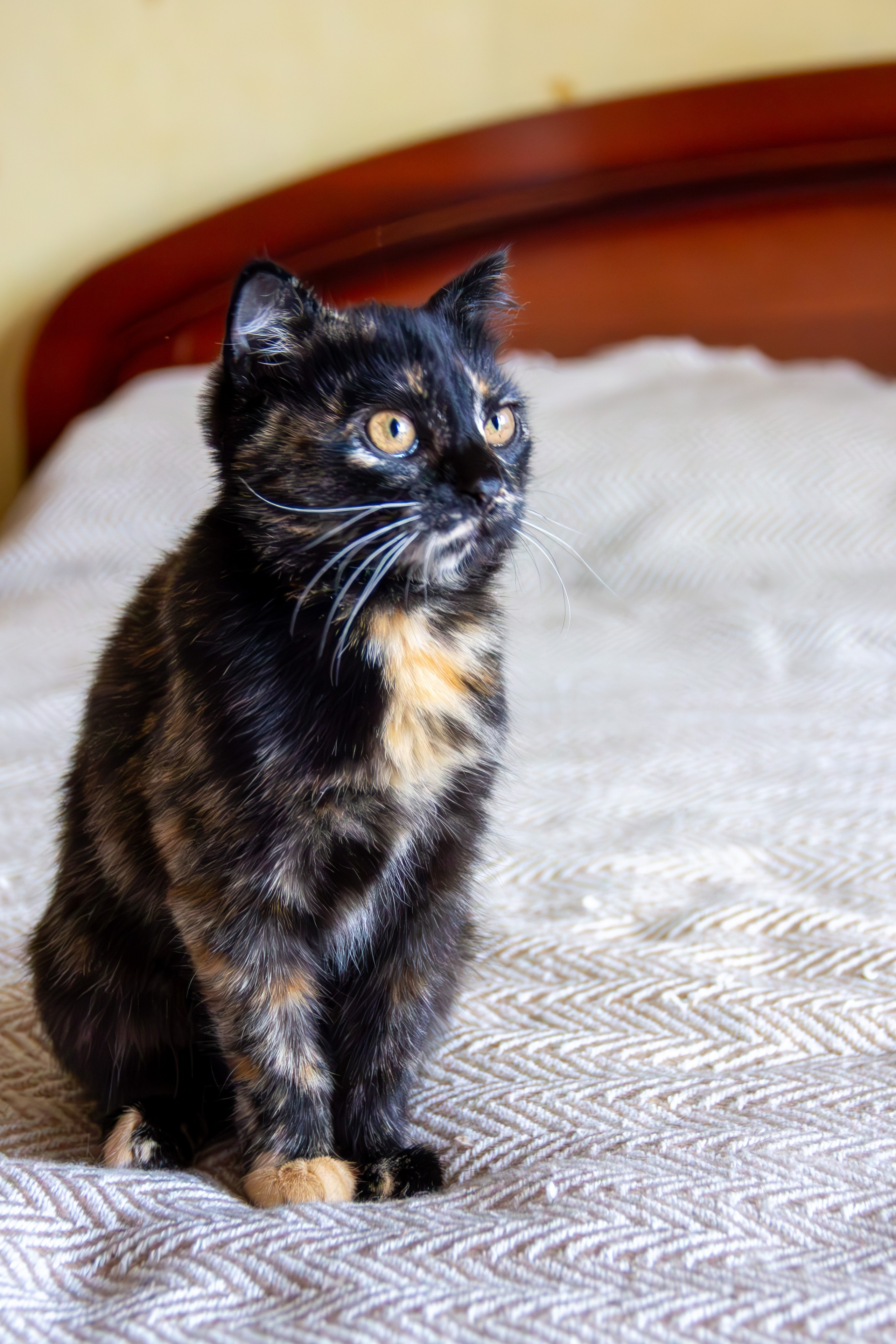 Котёнок Соня. Фотозаметки Лины Юговой | фотограф-анималист