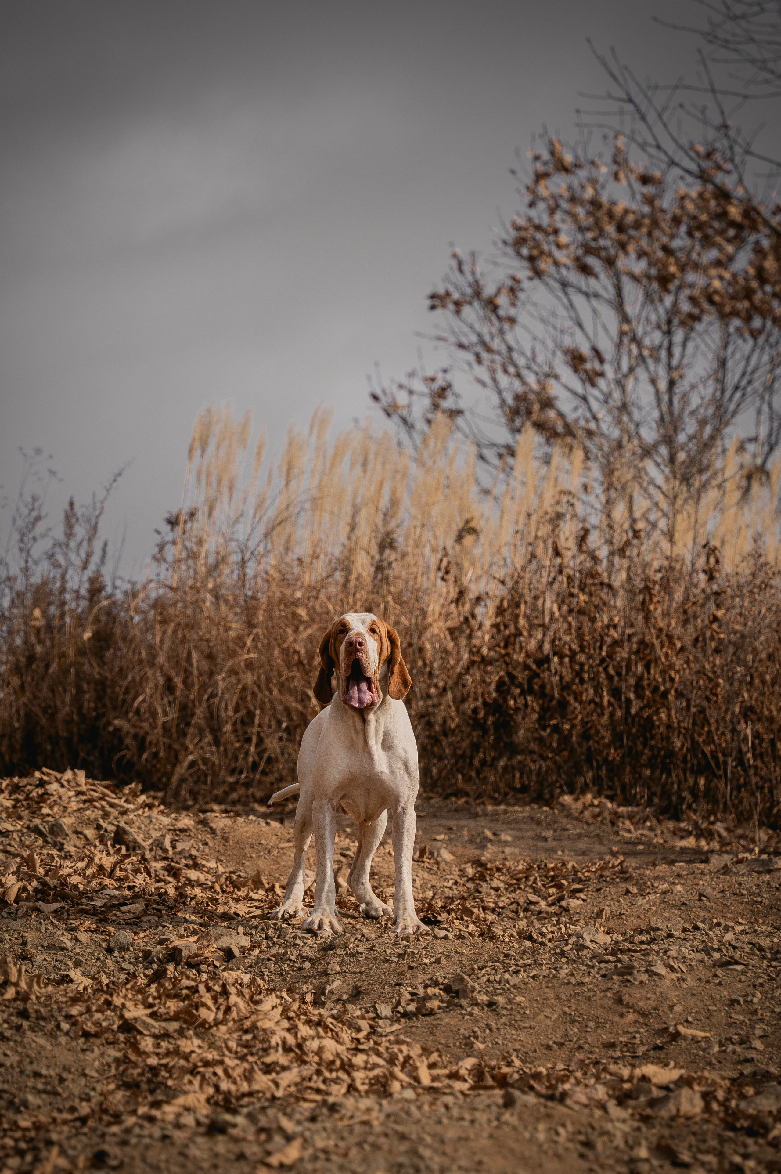 Итальянский бракк Стеша и Любомир. Семейный фотограф анималист г. Находка