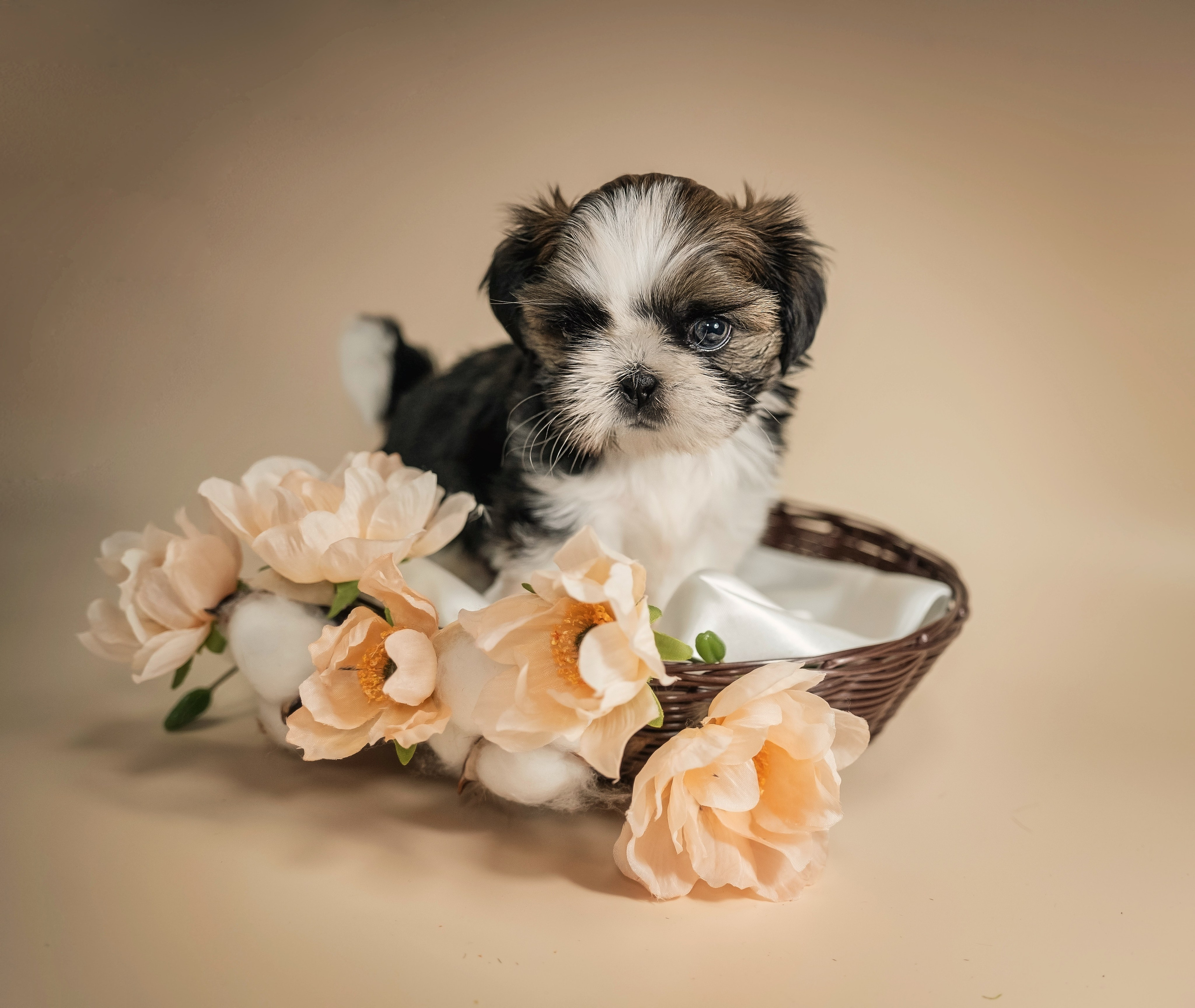 Щенки. Семейный фотограф анималист г. Находка