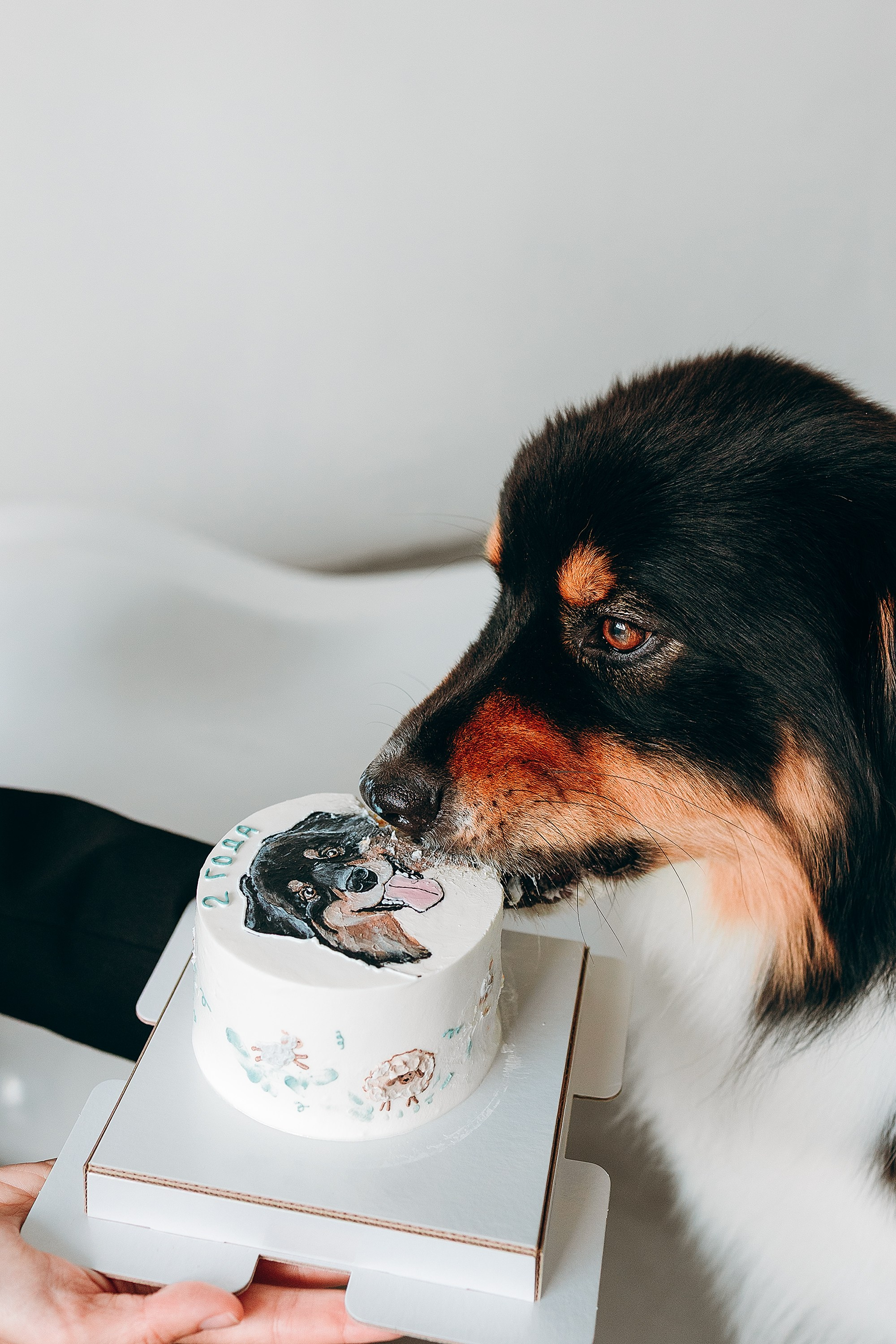 День рождения Рея. Фотограф. Фотограф-анималист. Москва