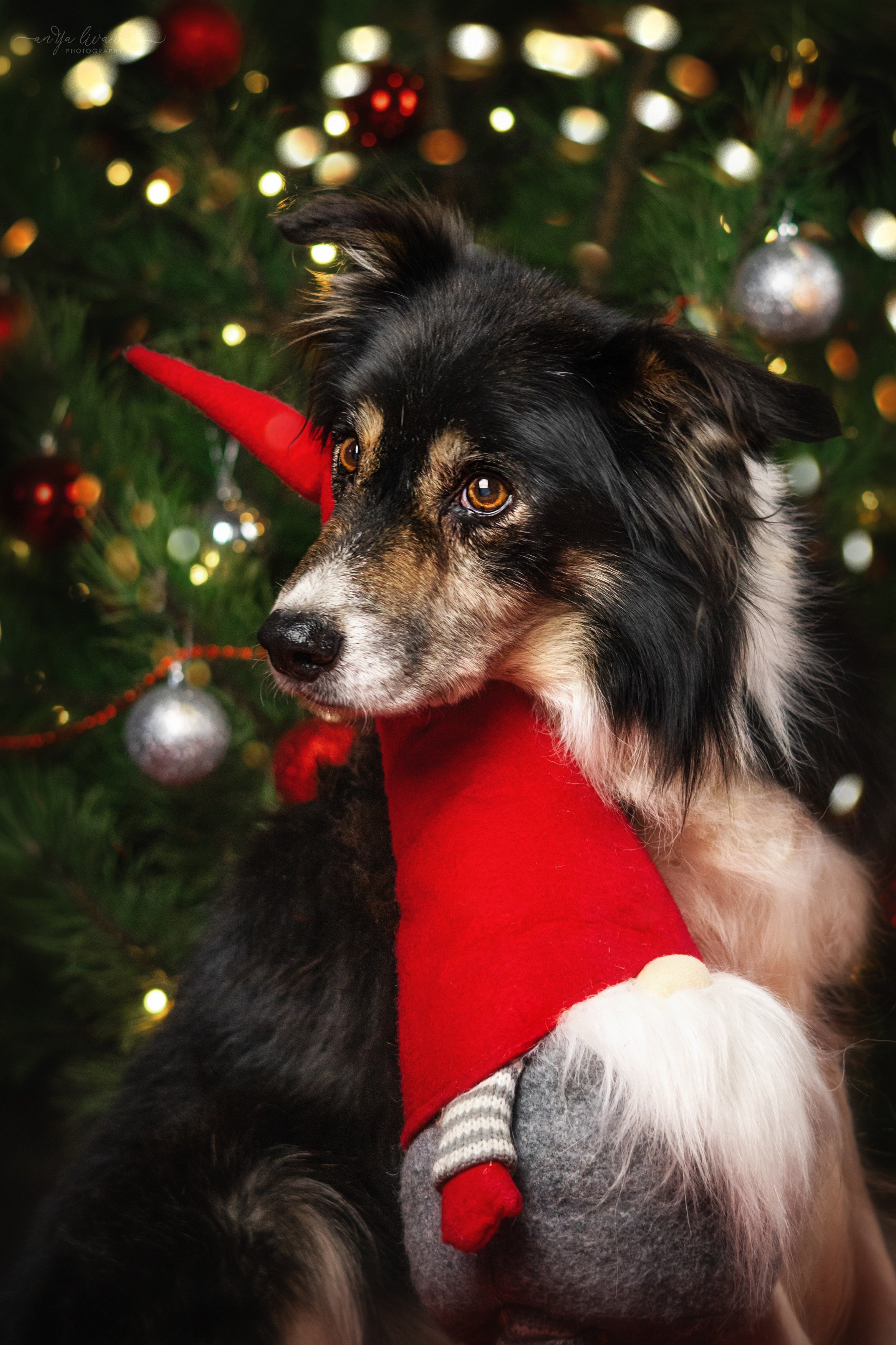 Новогодняя атмосфера в «Simply the Best». Фотограф анималист Аня Ливанова | Рыбинск