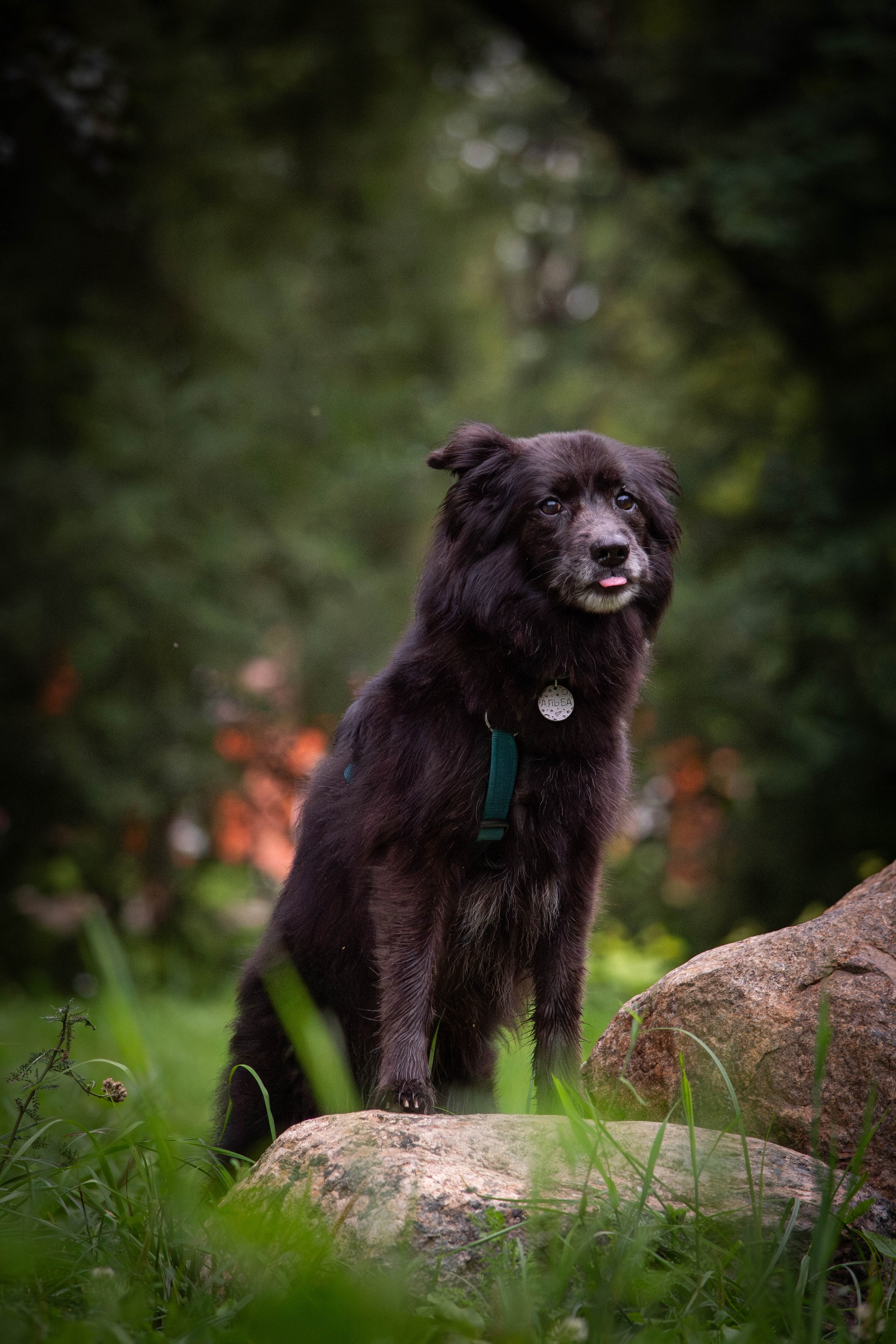Альба и Даша. Фотограф Светлана Блинова, Москва и Московская область