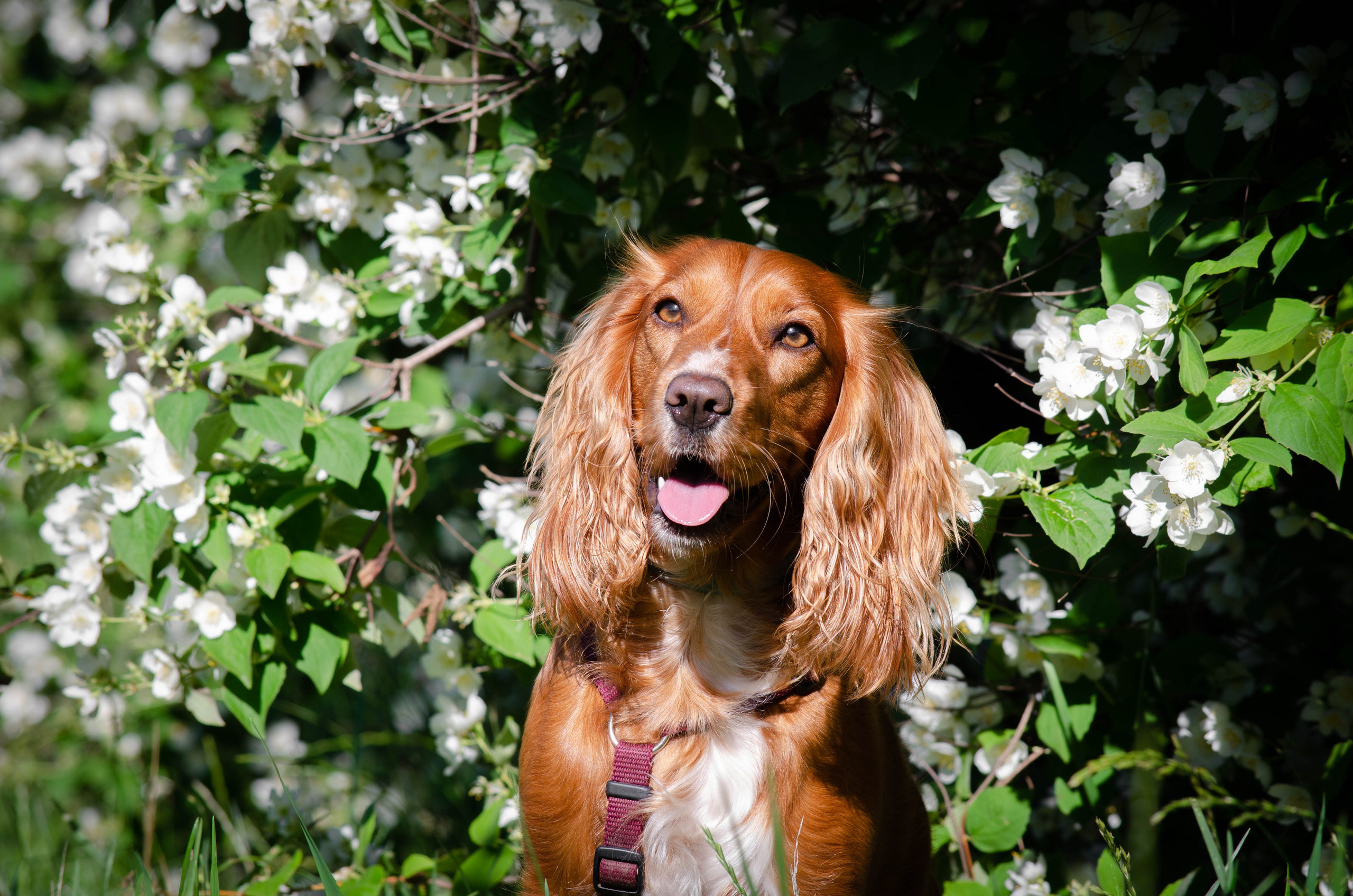 Джесси. Фотограф Светлана Блинова, Москва и Московская область
