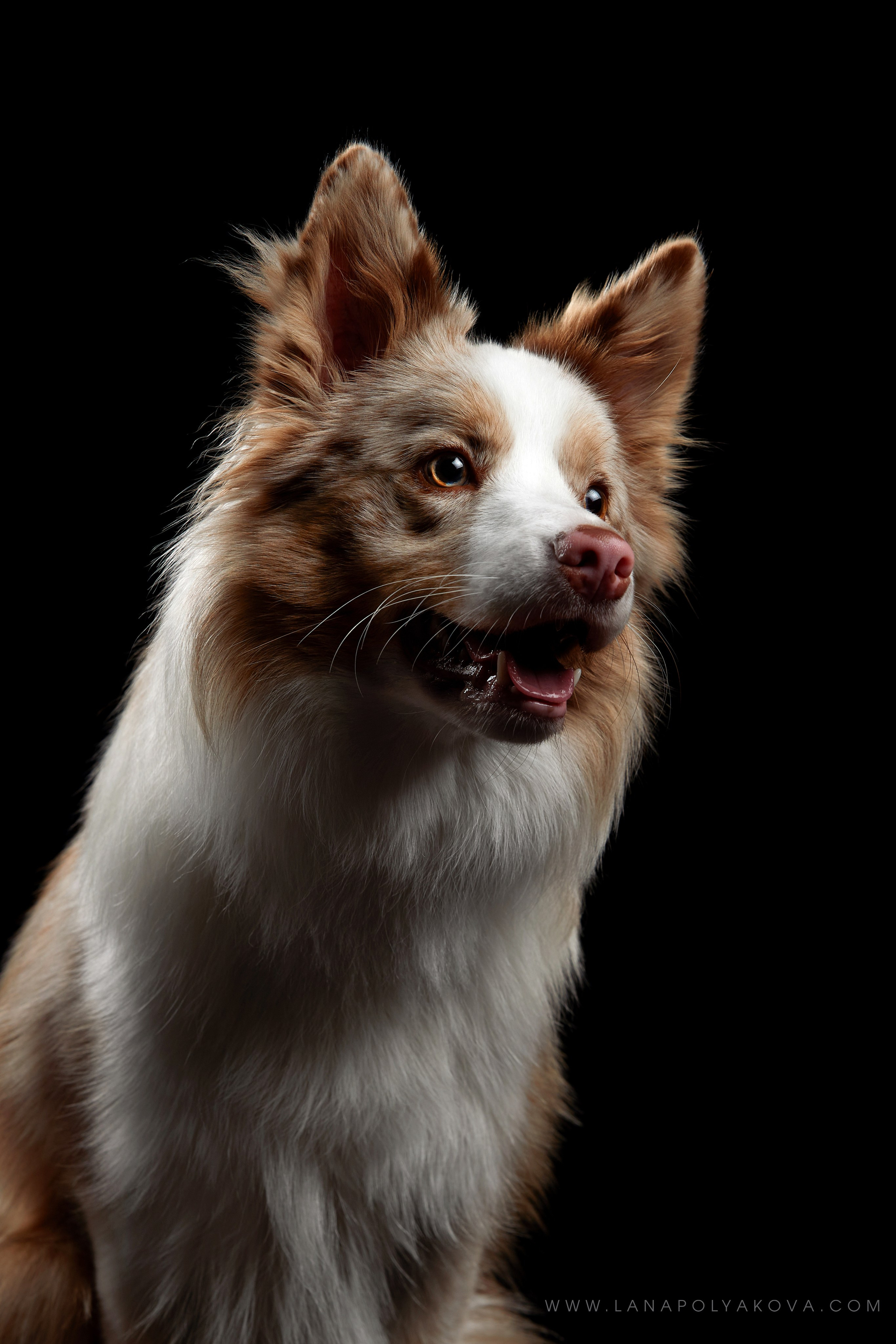 Оскар передает привет 👋. ФОТОГРАФ-АНИМАЛИСТ l LANA POLYAKOVA
