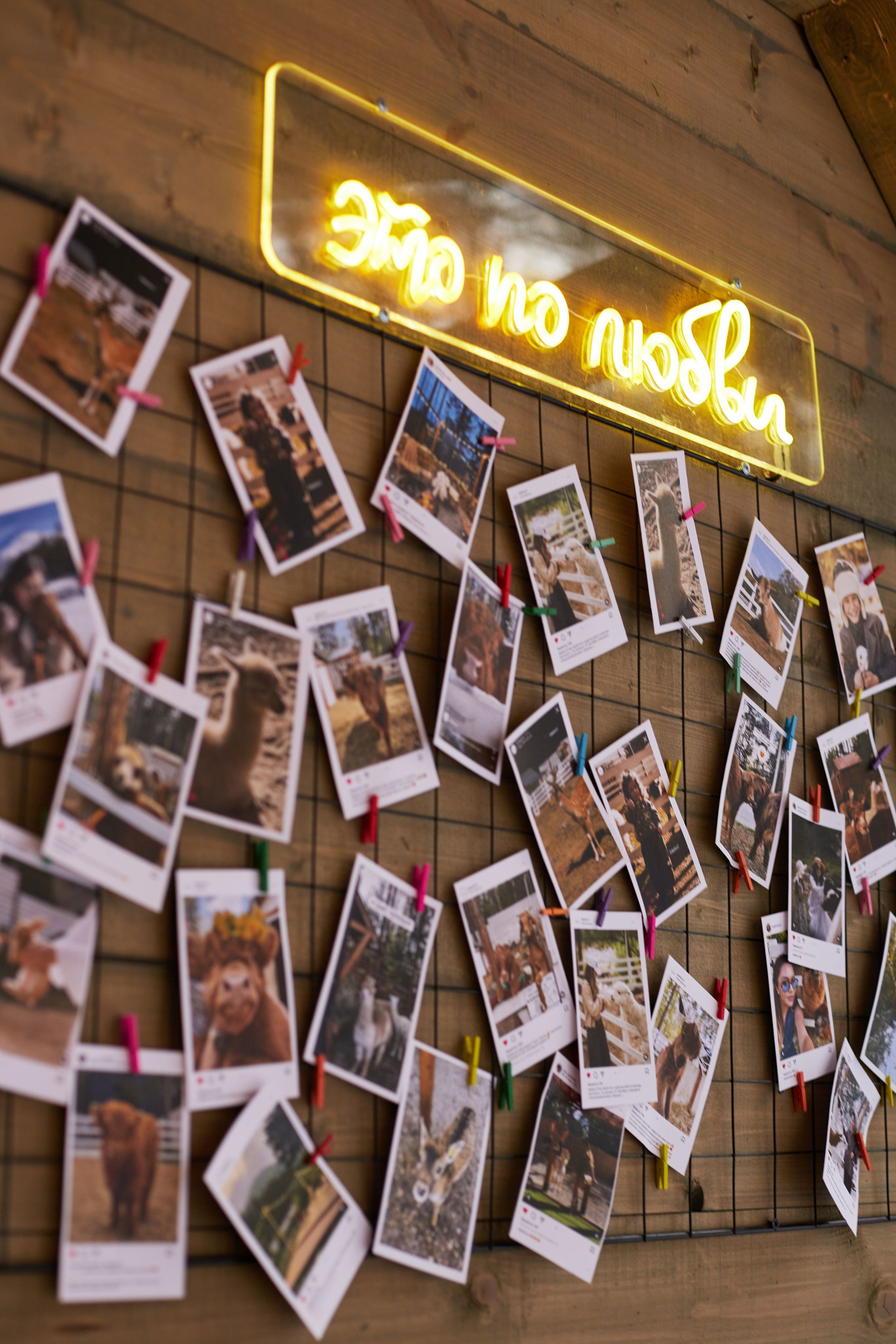Альпака парк «Симба». Профессиональный фотограф Лилия Галеева