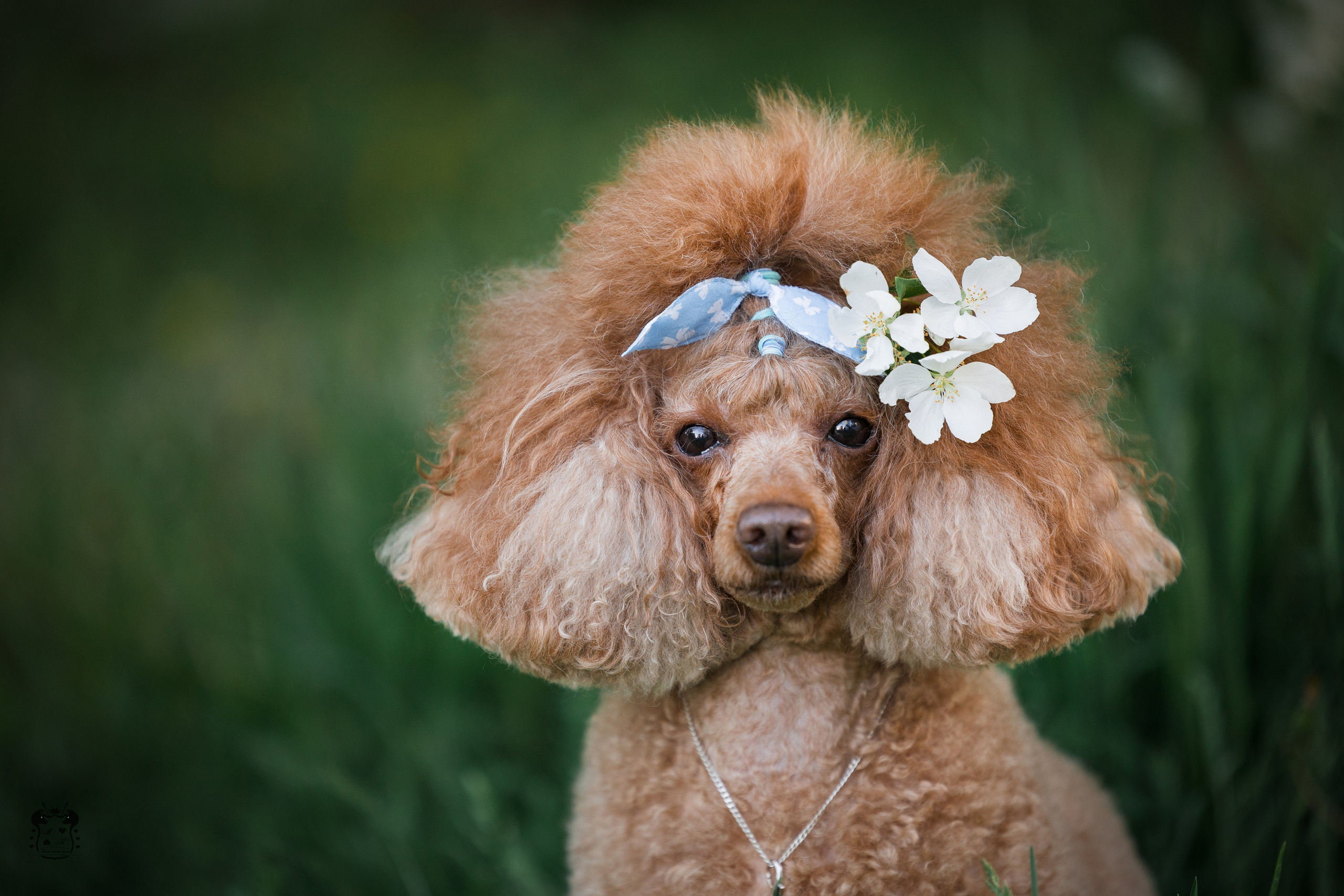 Фотограф-анималист в Екатеринбурге Марина Шишкина
