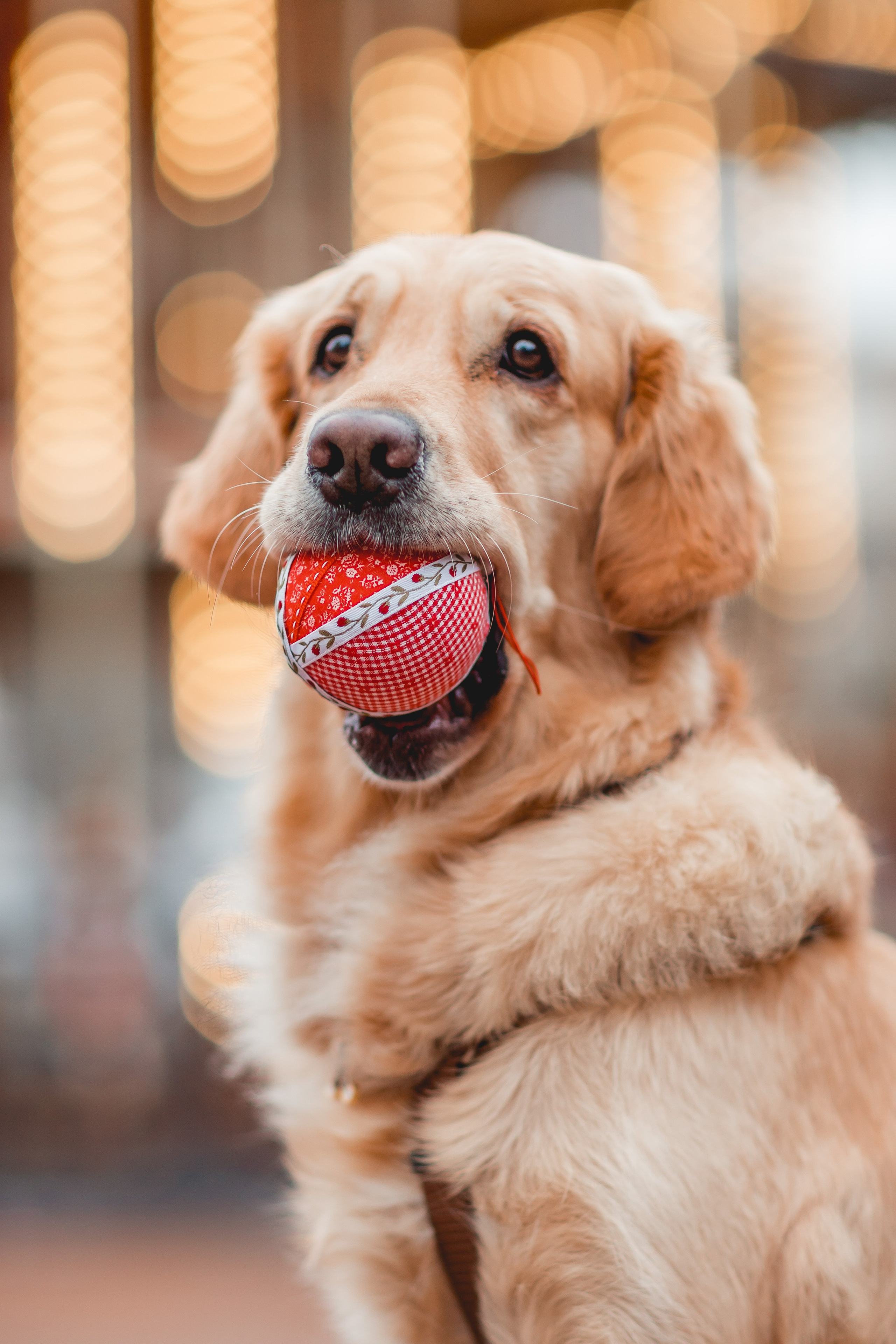 Марина и Чили. Семейный фотограф анималист Мария Крючкова