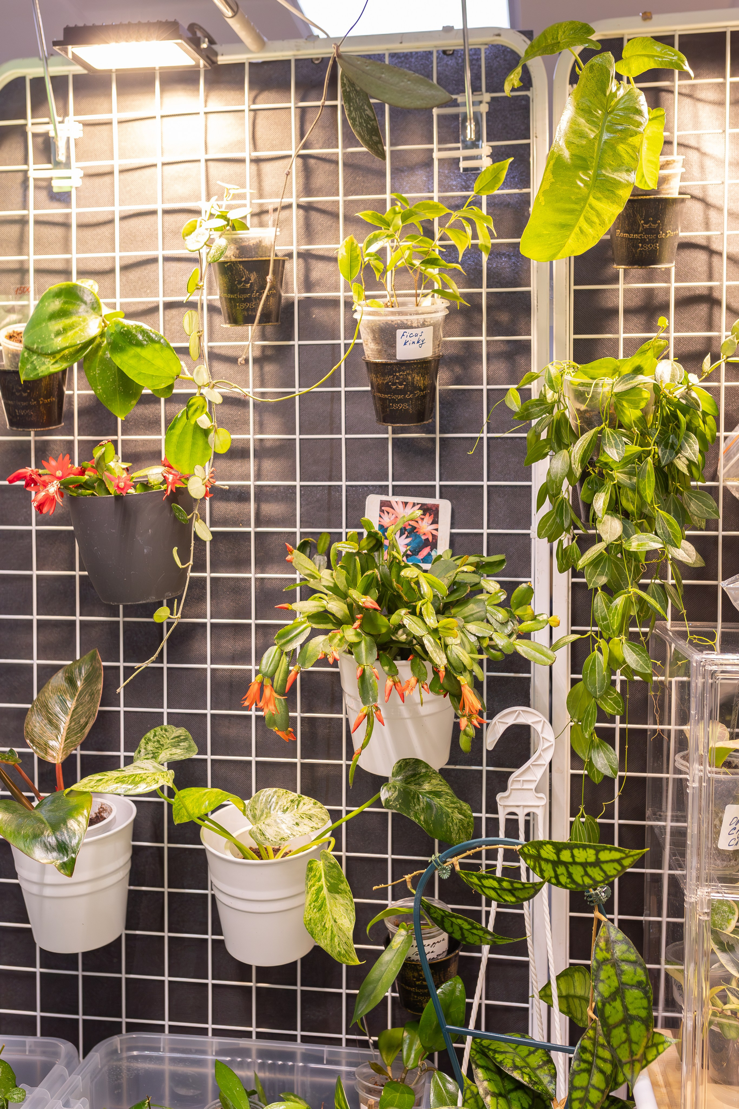 Монстериум апрель 2026. Александра Куликова фотограф, Москва