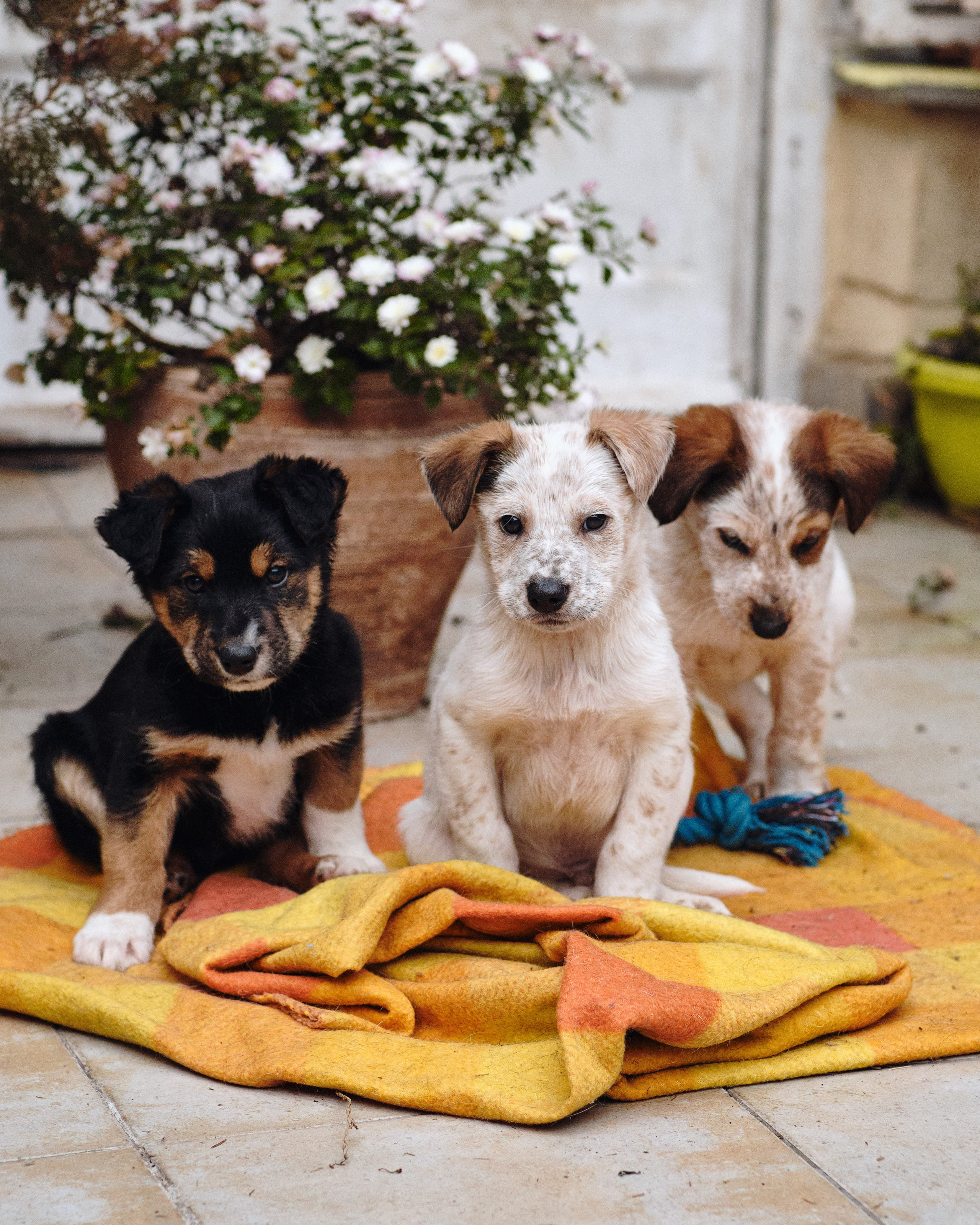 Animals. Sasha Shu — retoucher and photographer