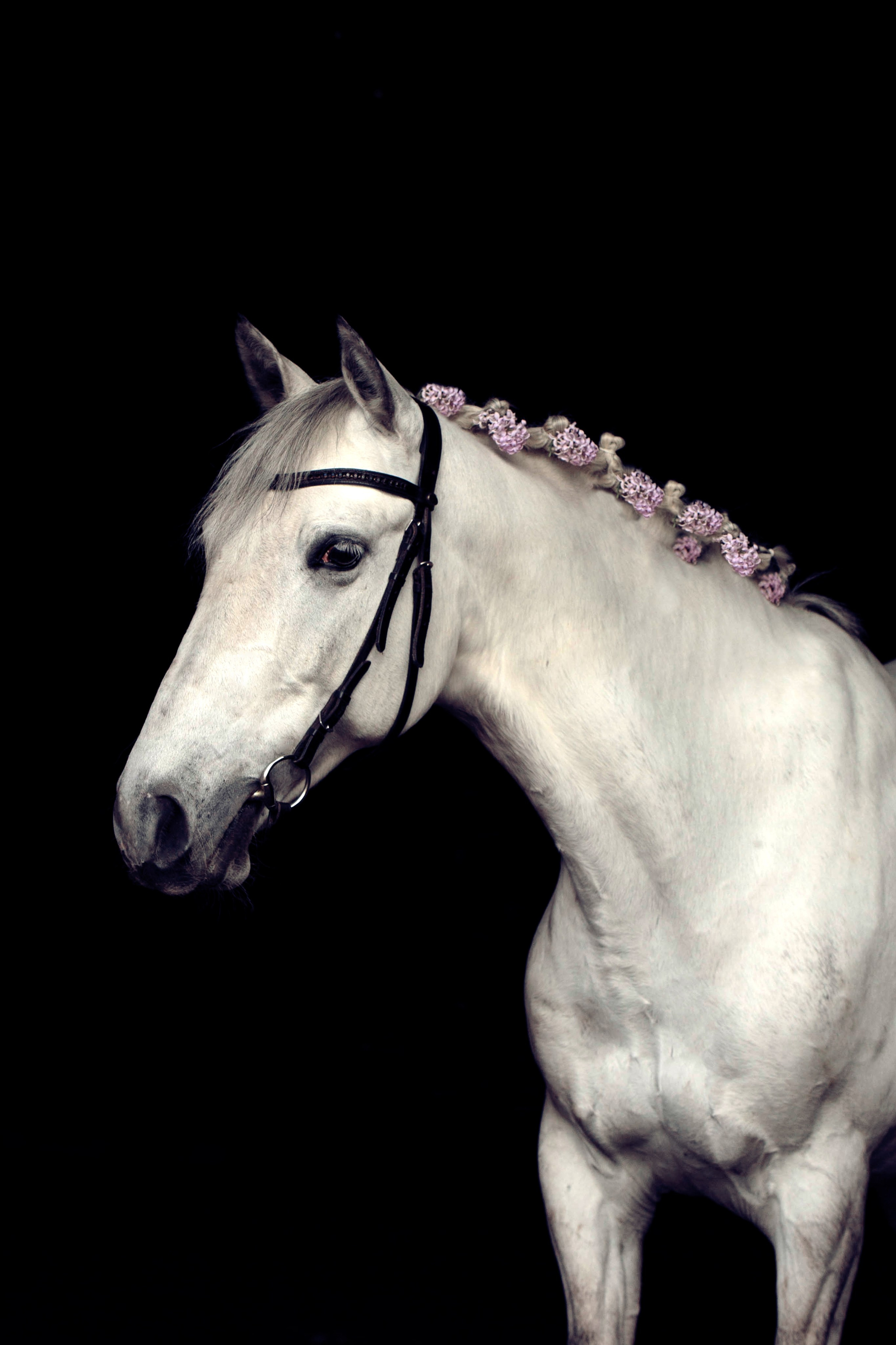 СЪЕМКА ЛОШАДЕЙ. Конный фотограф в Красноярске — Любовь Похабова